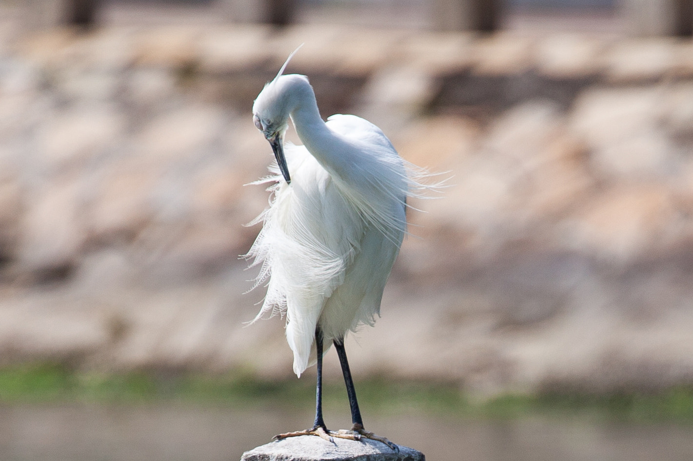 Canon EF 70-300mm F4-5.6L IS USM sample photo