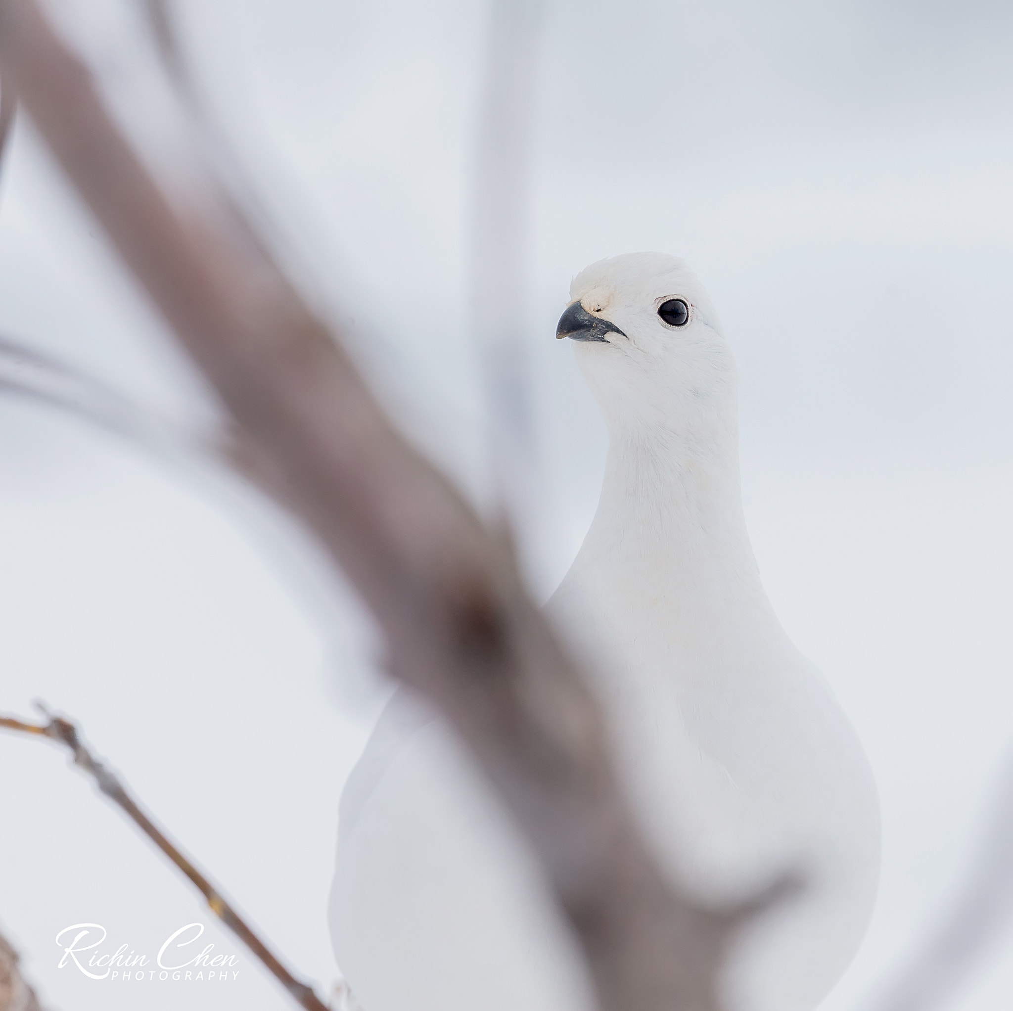 Canon EOS-1D X sample photo. Ptarmigan in snow photography