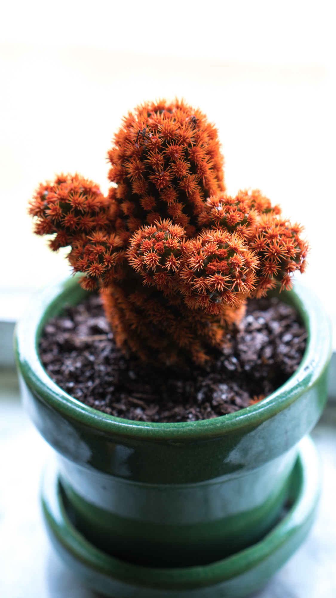 Sony a6300 + E 50mm F1.8 OSS sample photo