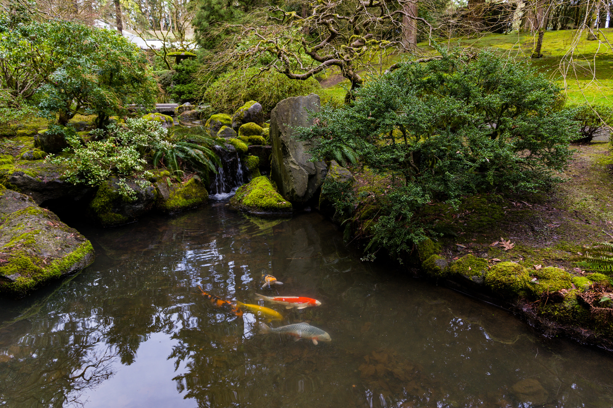 Pentax K-3 II sample photo. Fish photography