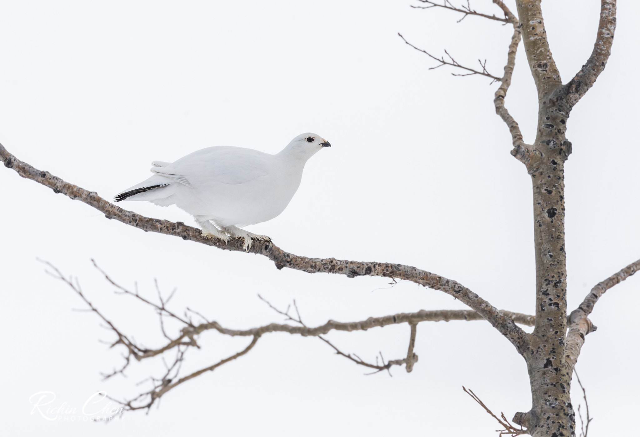 Canon EOS-1D X sample photo. Ptarmigan in snow photography