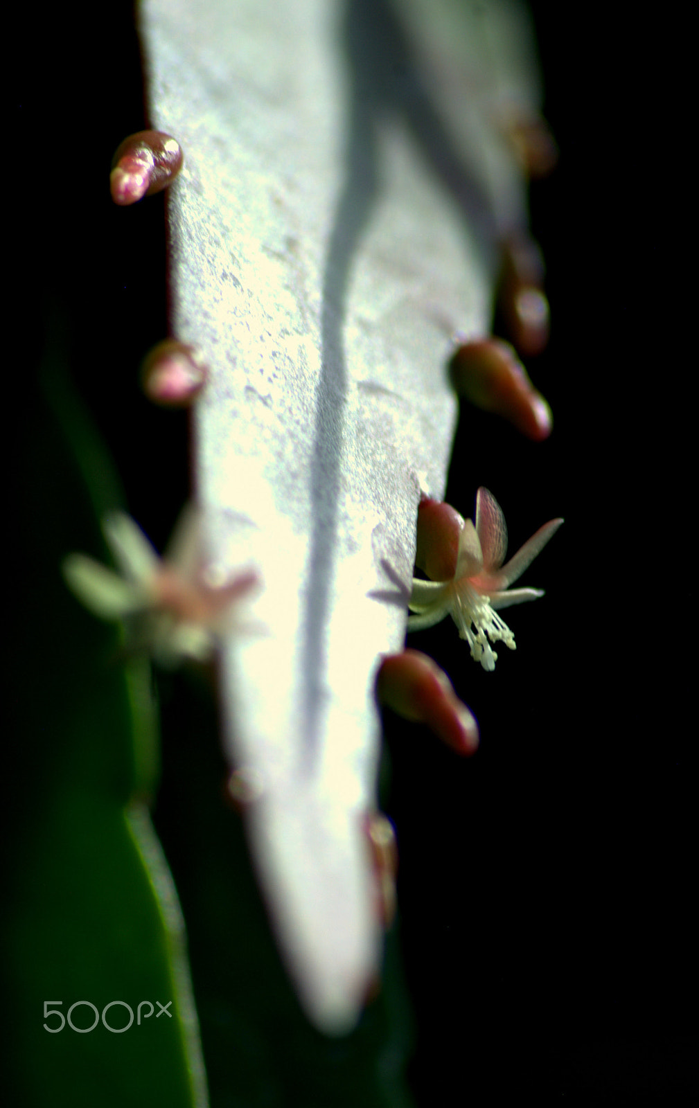 Nikon D3000 + Sigma 70-300mm F4-5.6 APO DG Macro sample photo. Pseudorhipsalis ramulosa flower photography