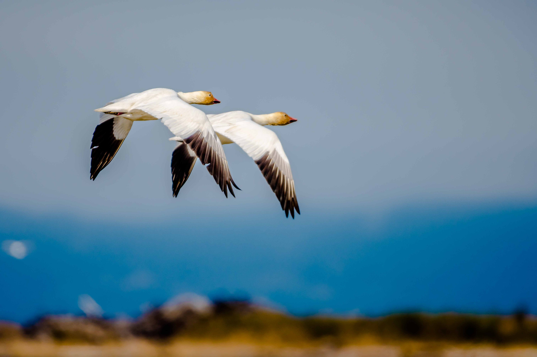 Sigma 150-600mm F5-6.3 DG OS HSM | S sample photo. Dsc photography