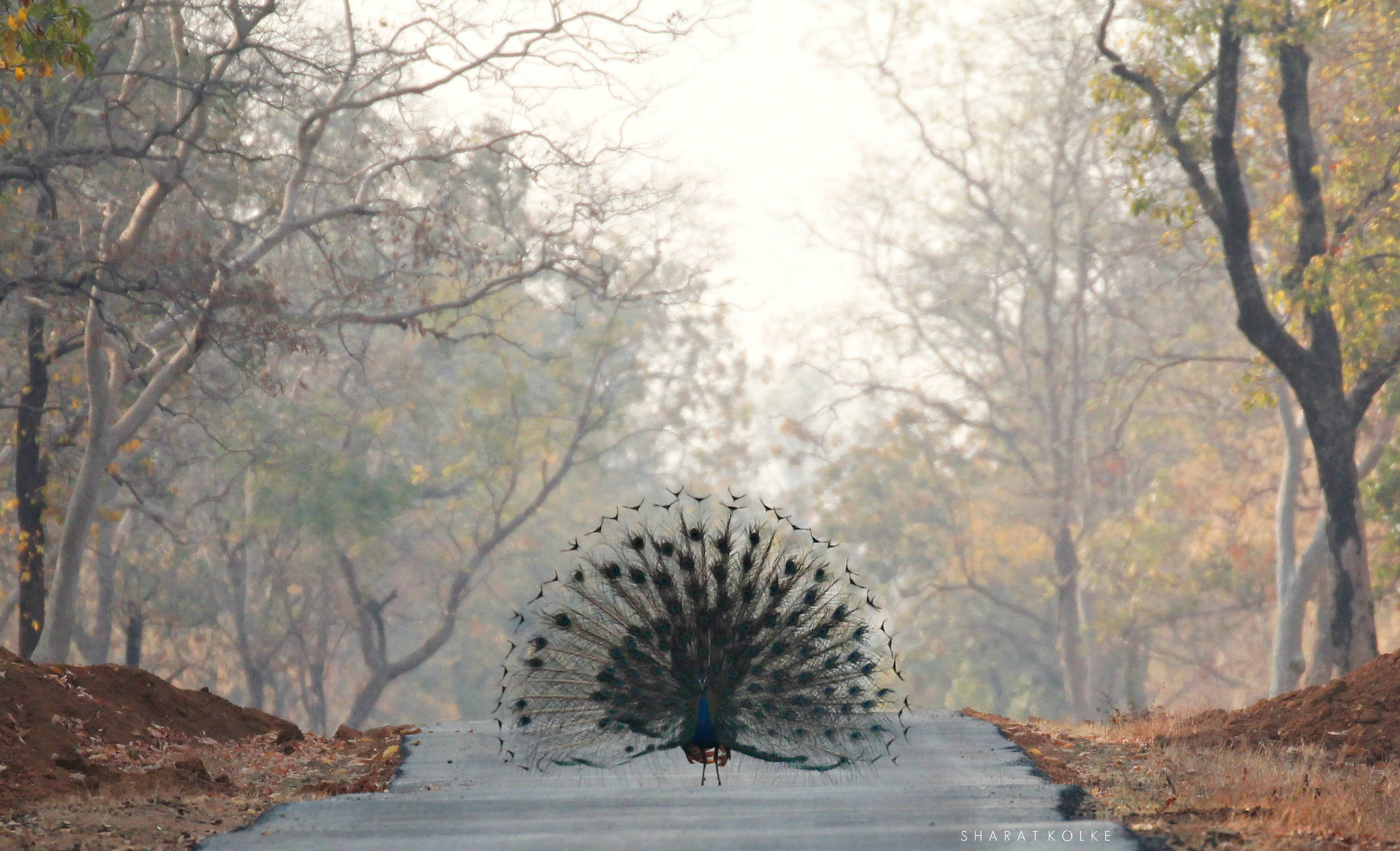 Canon EOS 60D sample photo
