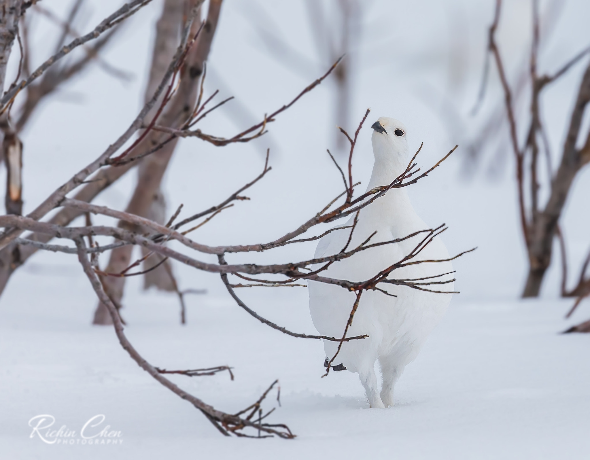 Canon EOS-1D X sample photo. Ptarmigan in snow photography