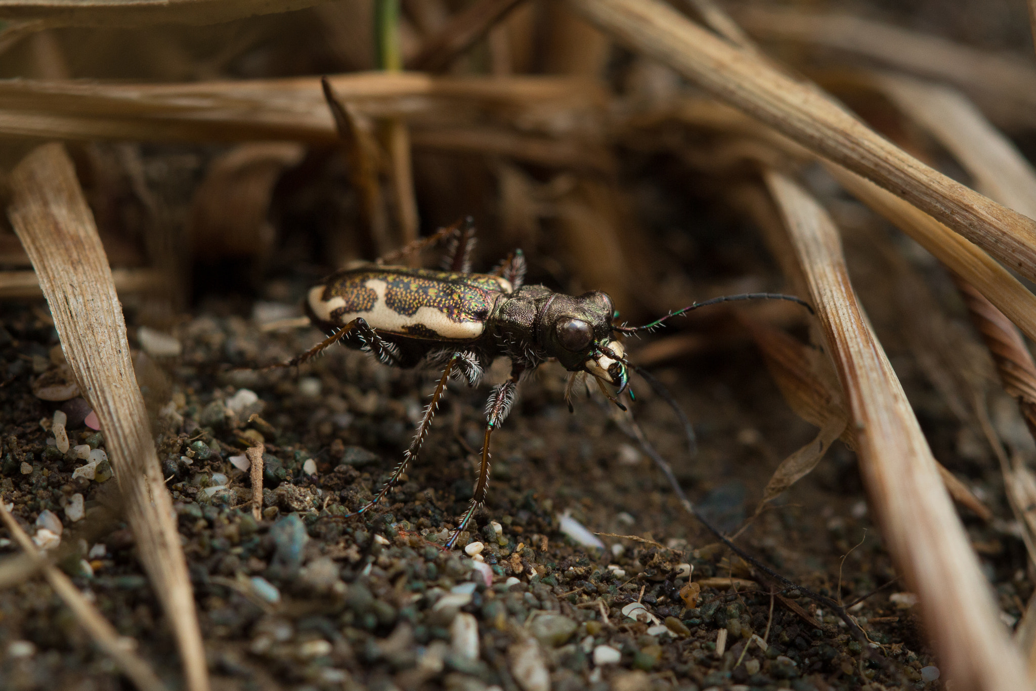 Canon EF 100mm F2.8 Macro USM sample photo. Hori bay photography