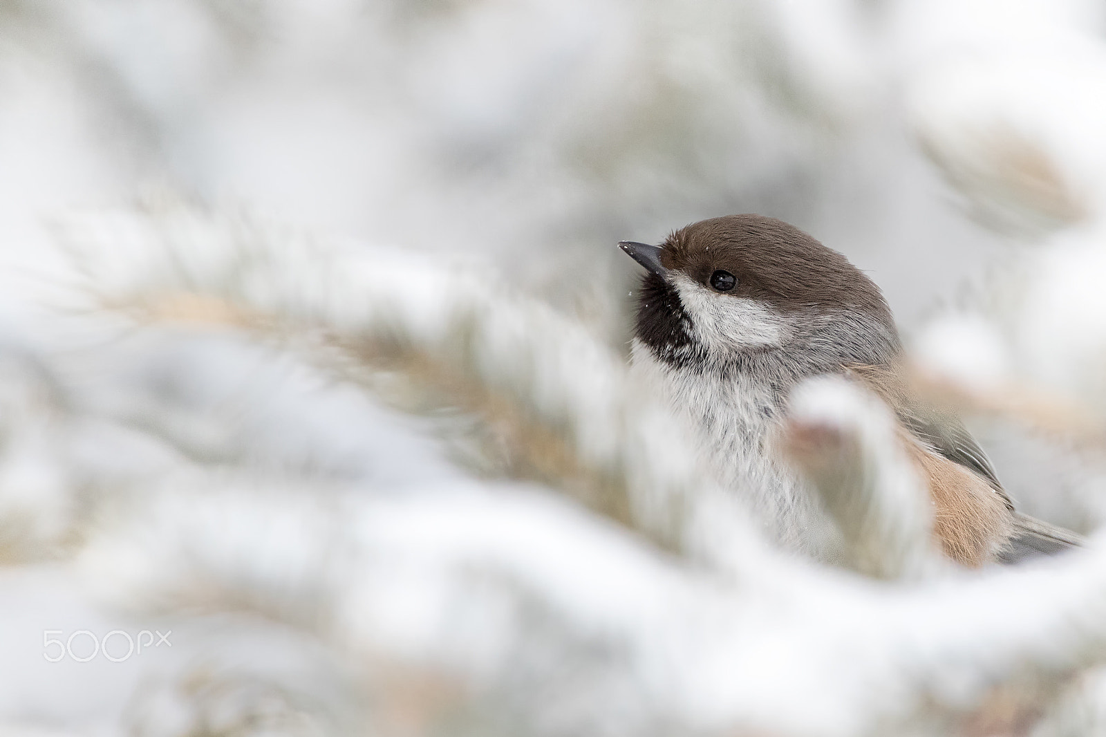 Canon EOS 7D Mark II + Canon EF 300mm F2.8L IS USM sample photo. Boreal chickadee photography