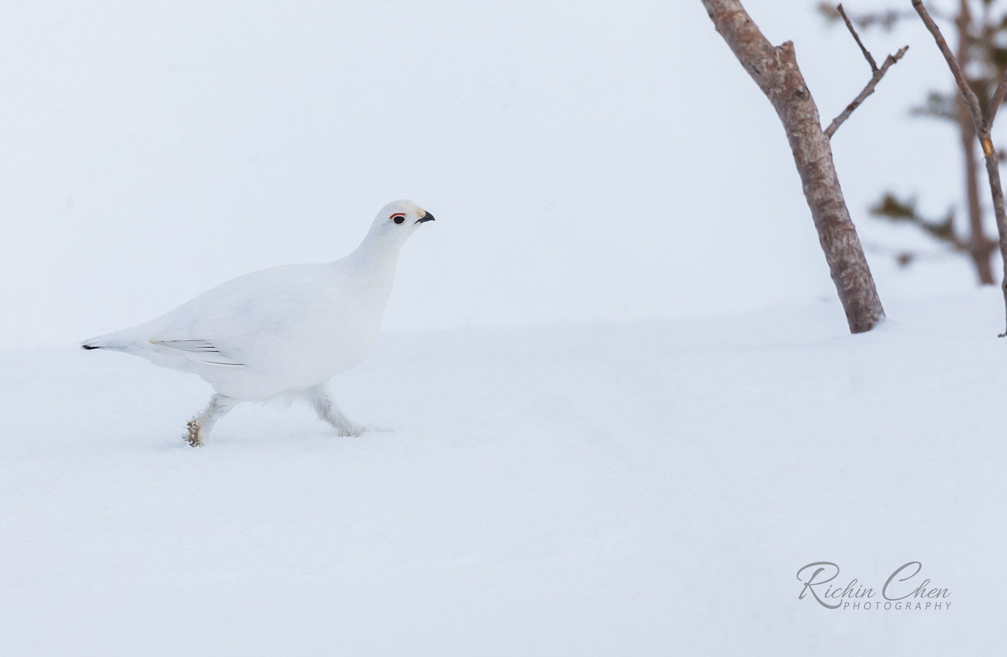 Canon EOS-1D X sample photo. Ptarmigan in snow photography