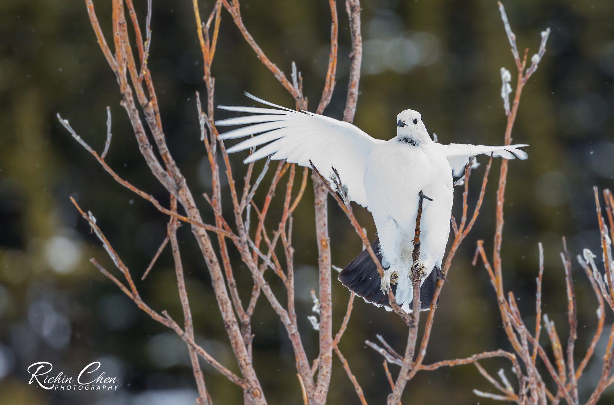 Canon EOS-1D X sample photo. Ptarmigan in snow photography