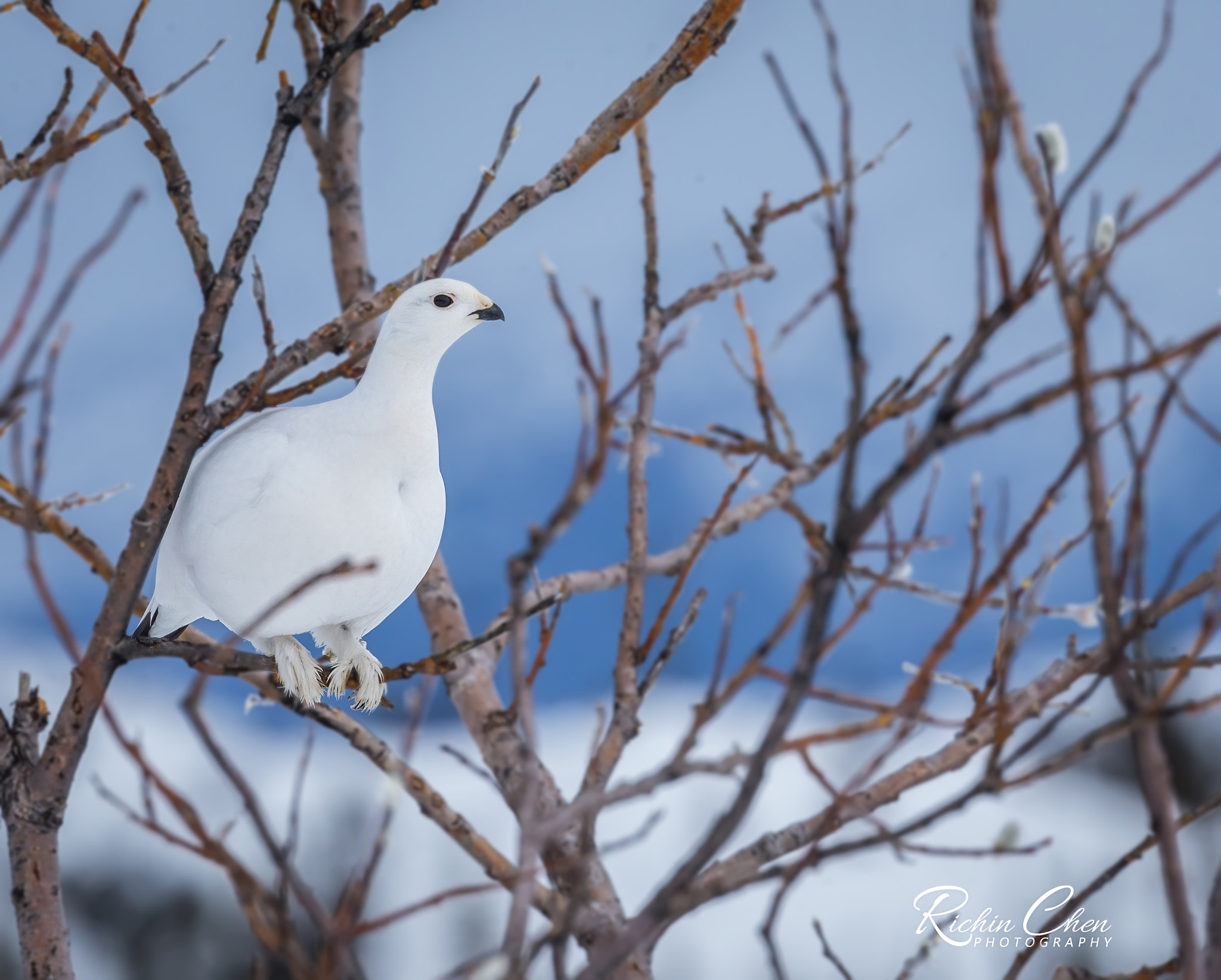 Canon EOS-1D X sample photo. Ptarmigan in snow photography
