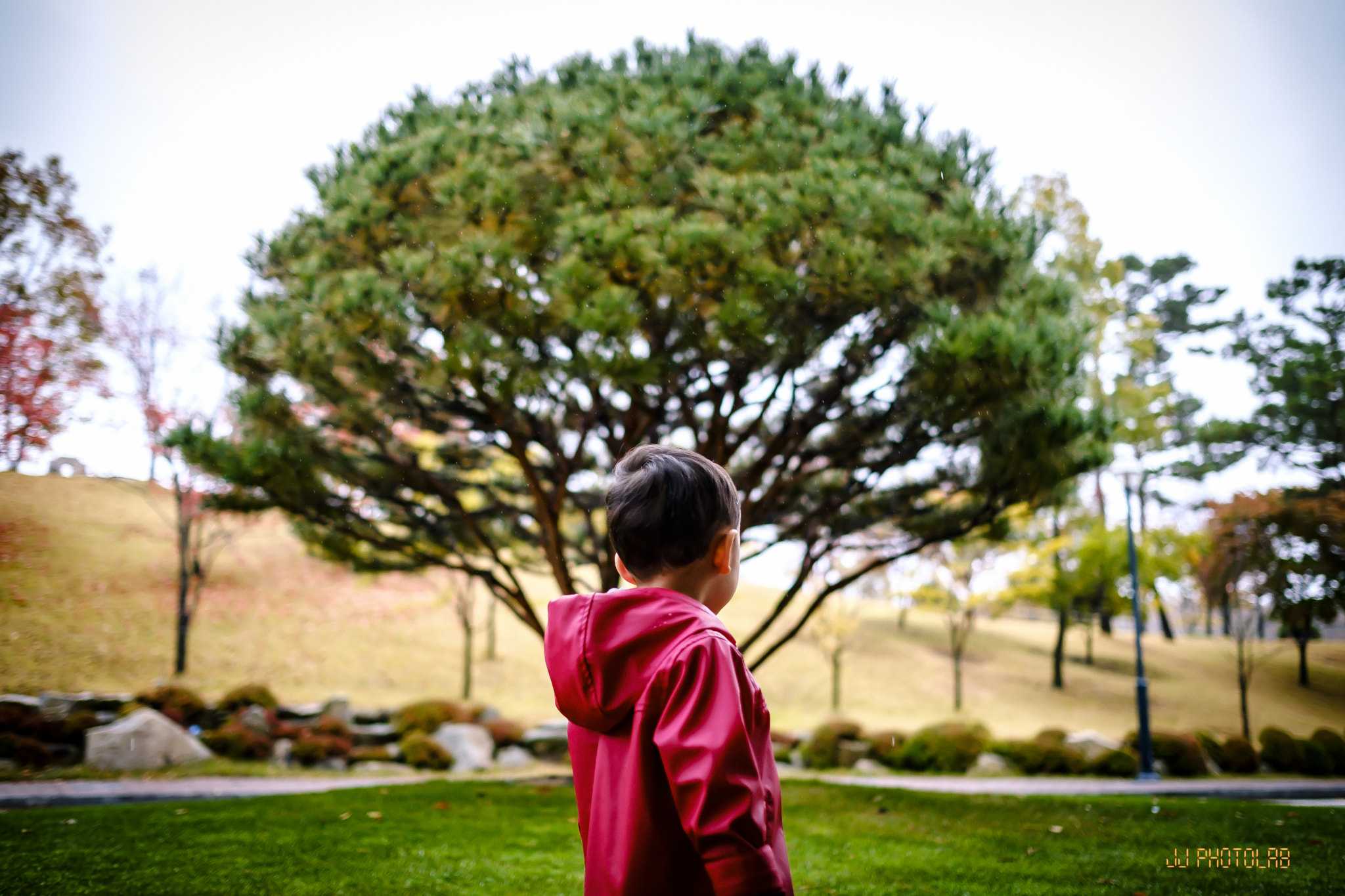 Fujifilm X-Pro2 + Fujifilm XF 23mm F1.4 R sample photo. Rain coat and lonely tree photography