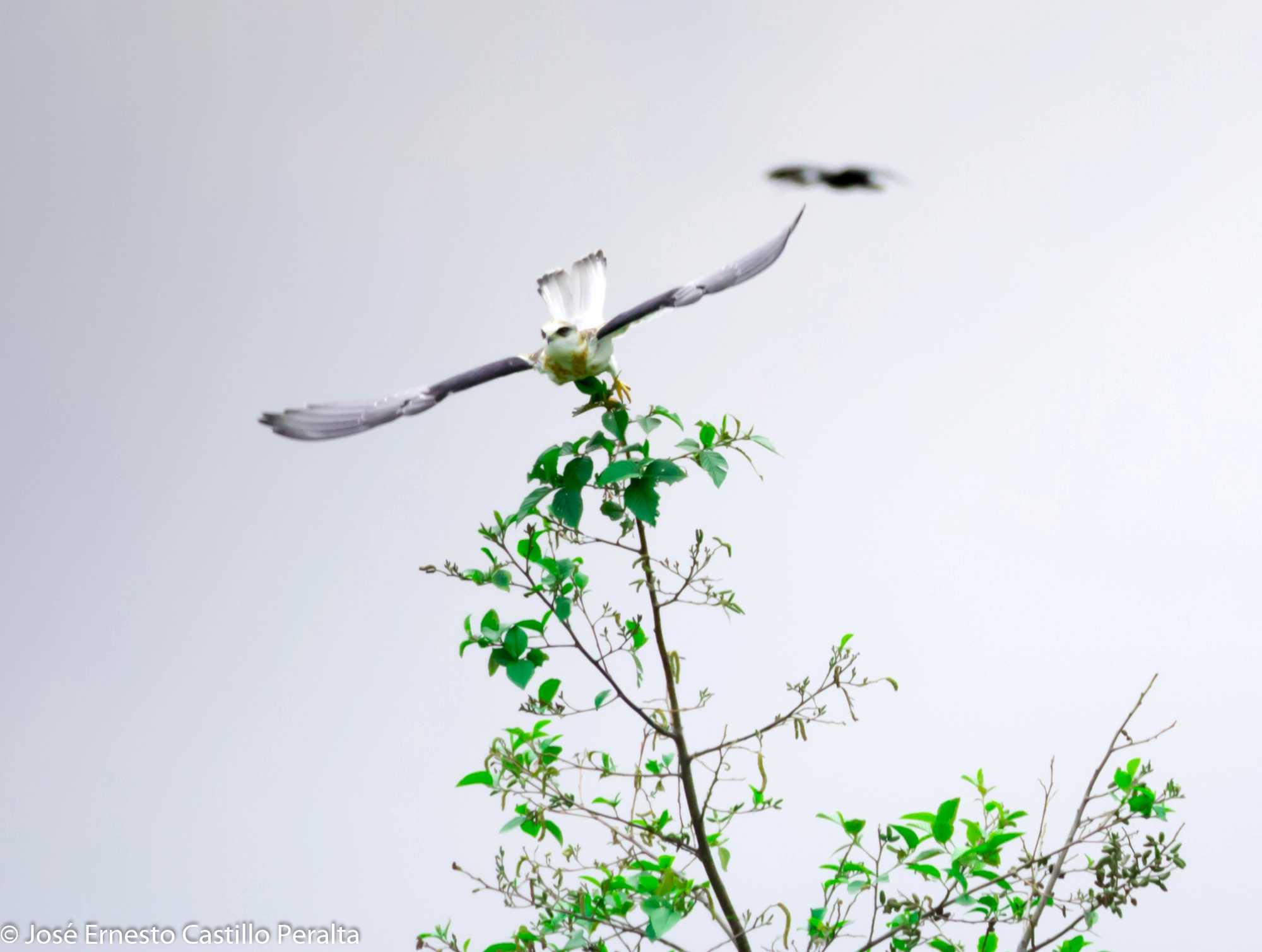 Olympus OM-D E-M1 sample photo. White tailed kite-elanus leucurus photography
