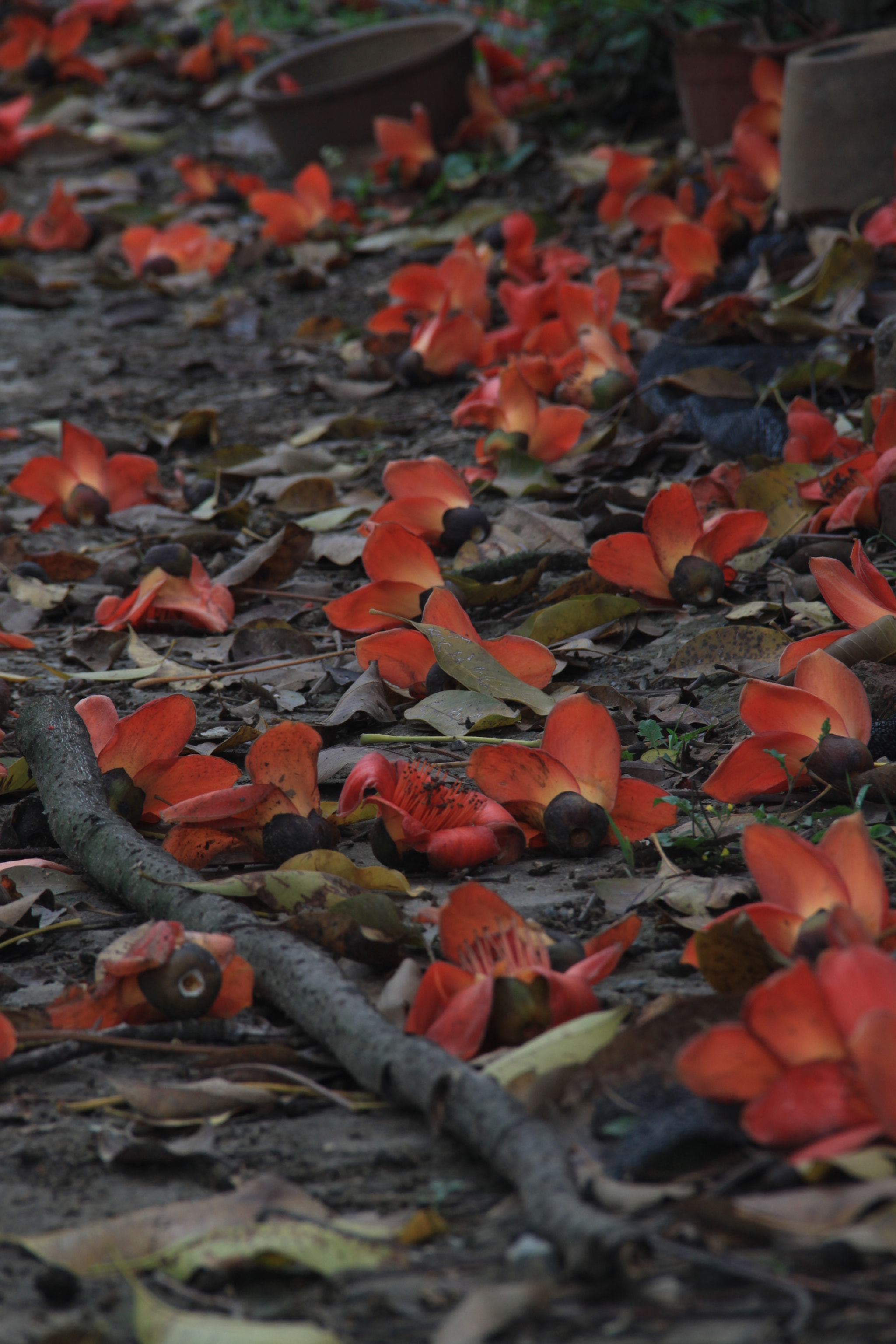 Canon EOS 500D (EOS Rebel T1i / EOS Kiss X3) sample photo. Kapok（木棉花） photography