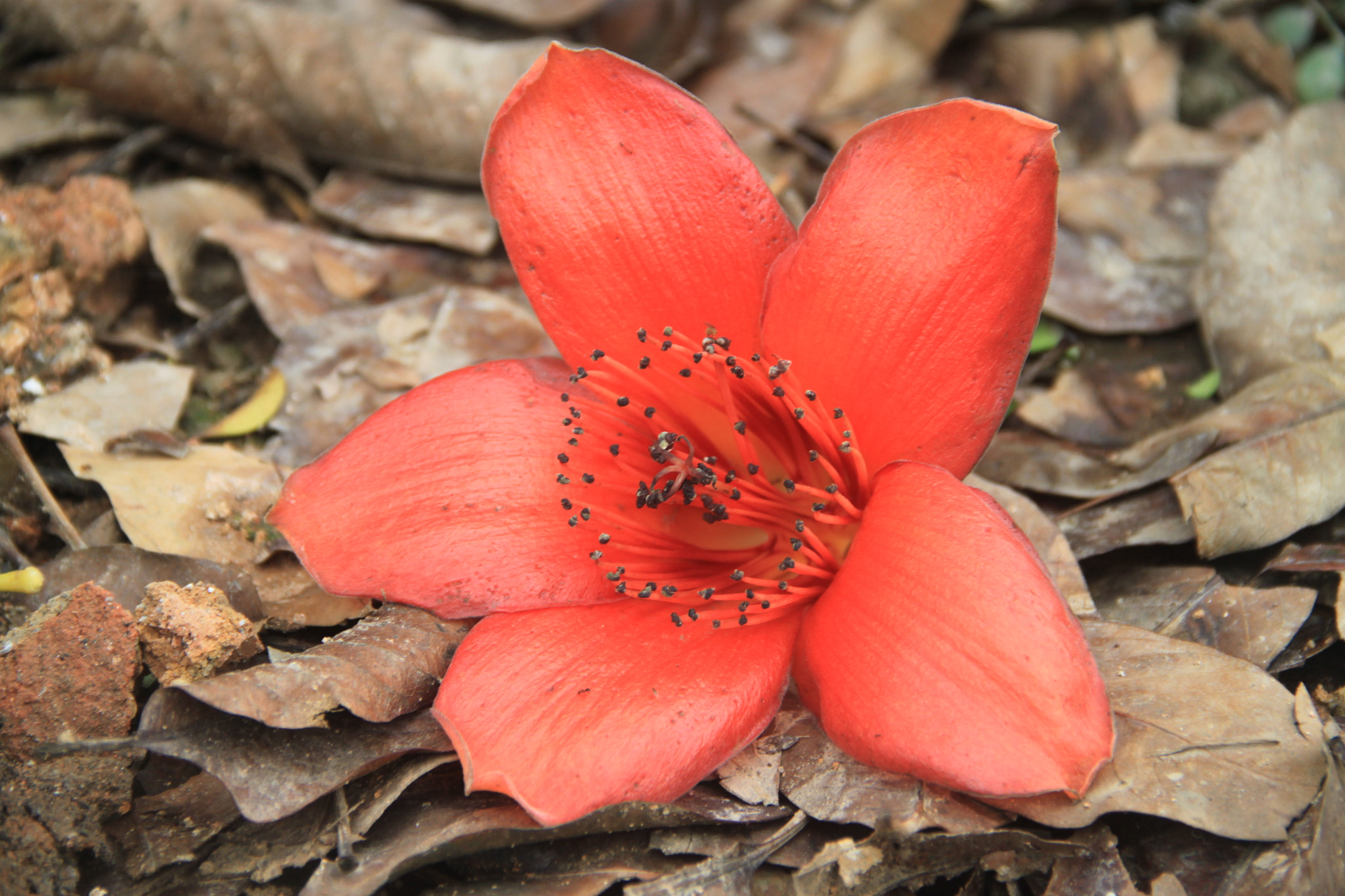 Canon EOS 500D (EOS Rebel T1i / EOS Kiss X3) sample photo. Kapok（木棉花） photography