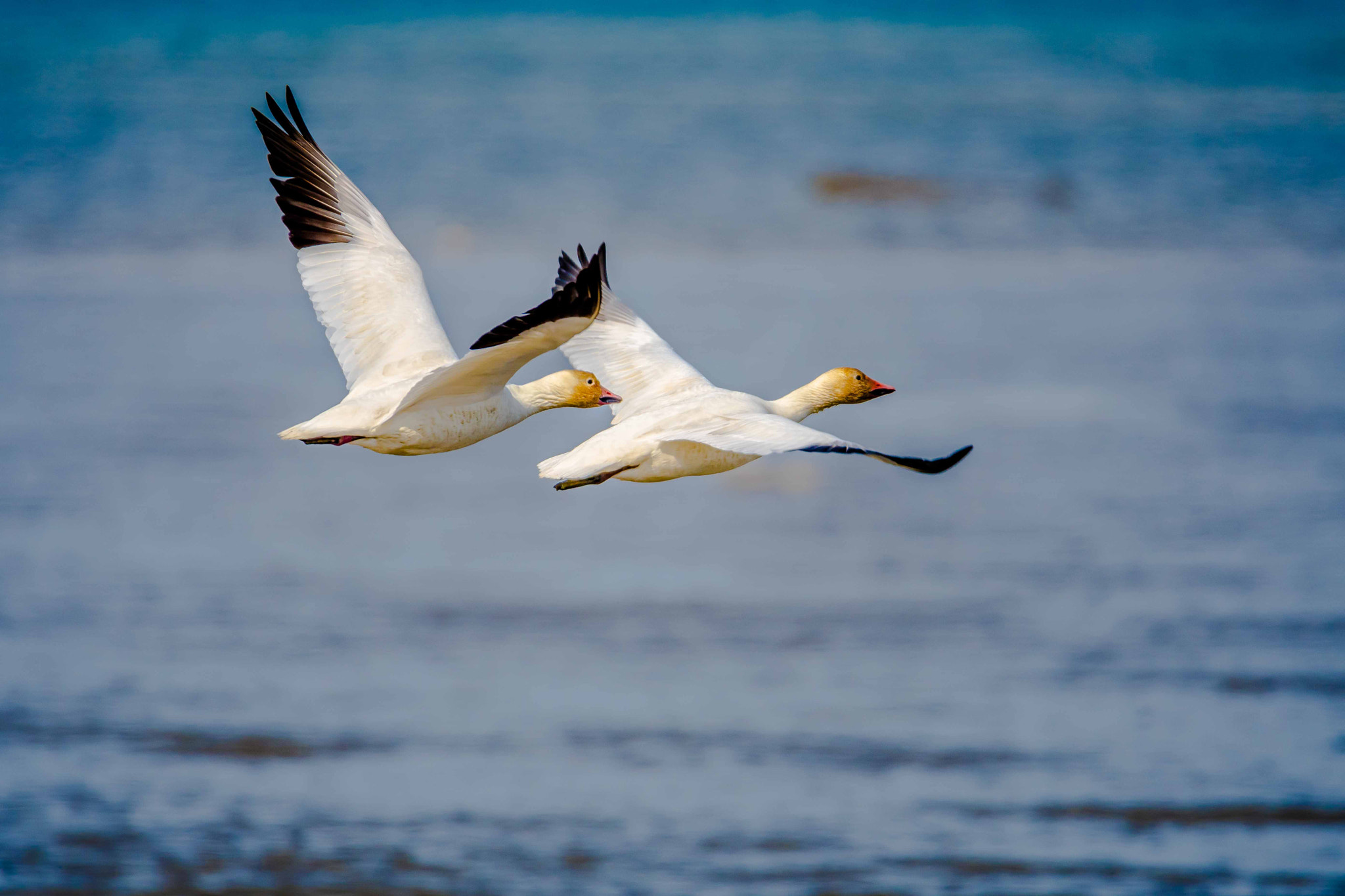 Sigma 150-600mm F5-6.3 DG OS HSM | S sample photo. Dsc photography