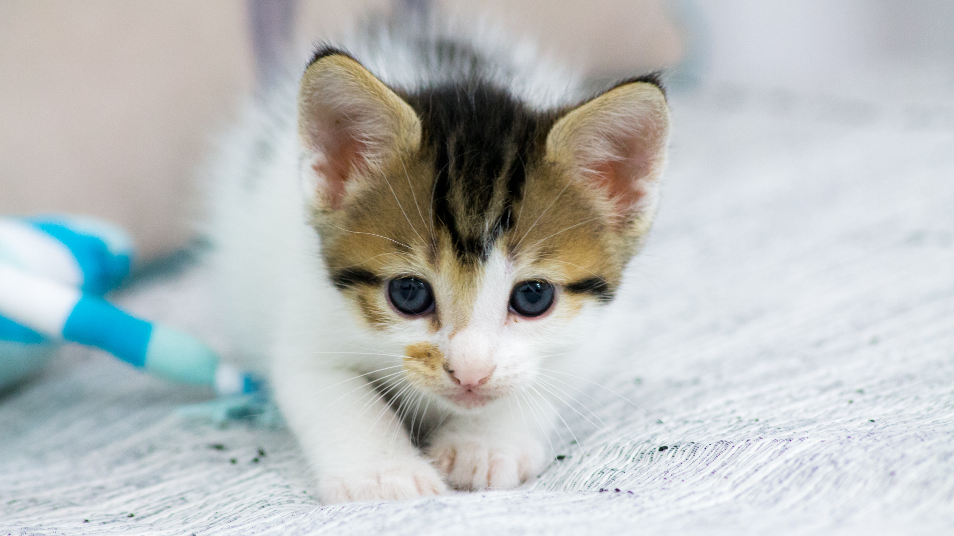 Canon EOS 1100D (EOS Rebel T3 / EOS Kiss X50) sample photo. #liocat photography
