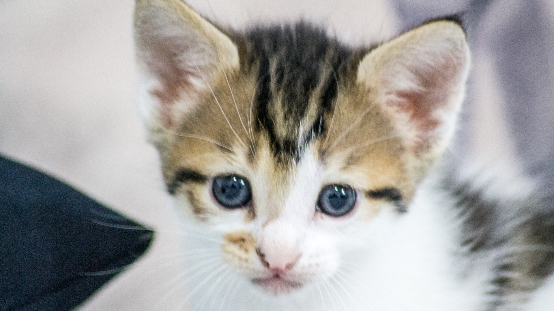 Canon EOS 1100D (EOS Rebel T3 / EOS Kiss X50) sample photo. #liocat photography