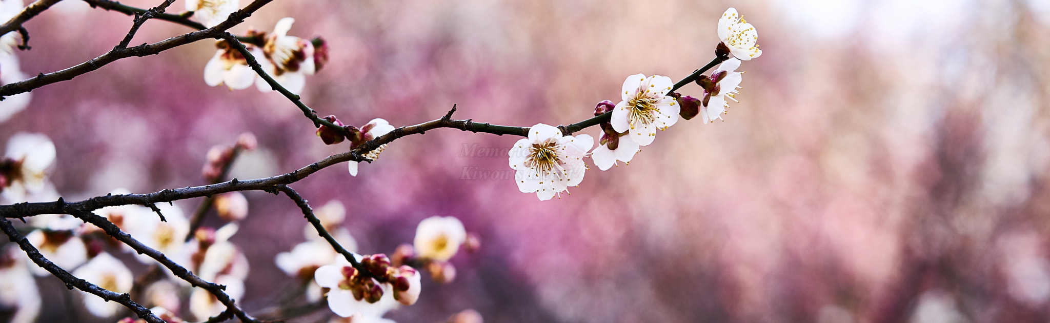 Sony a6000 + Sony Sonnar T* FE 55mm F1.8 ZA sample photo. Start of spring  photography