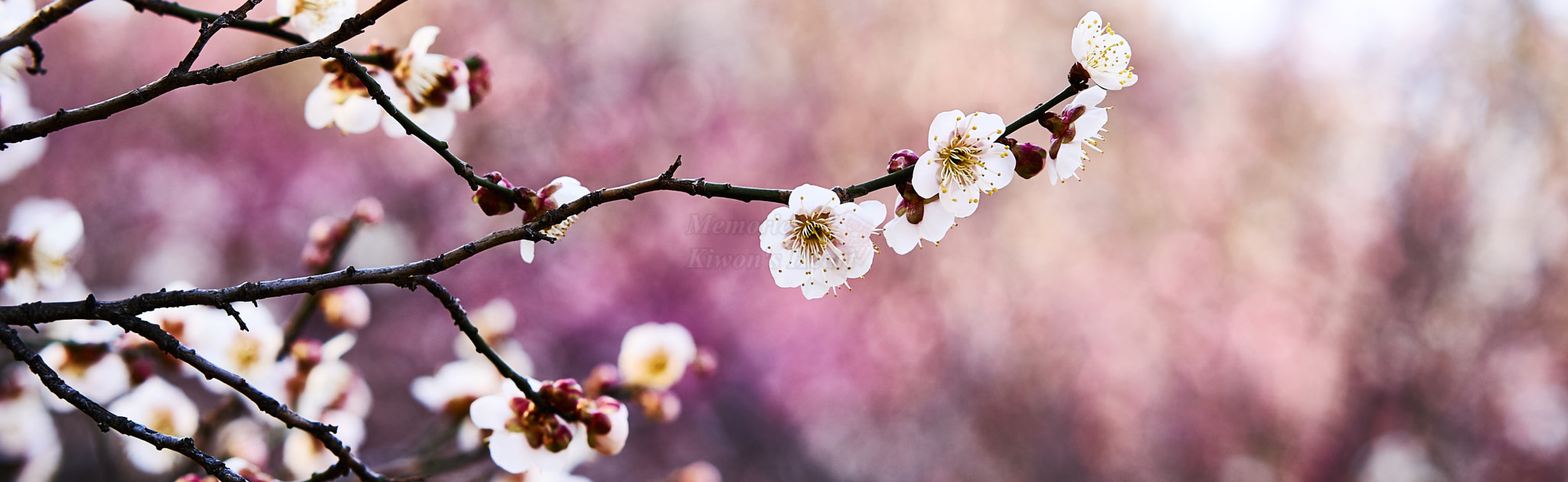Sony Sonnar T* FE 55mm F1.8 ZA sample photo. Start of spring  photography