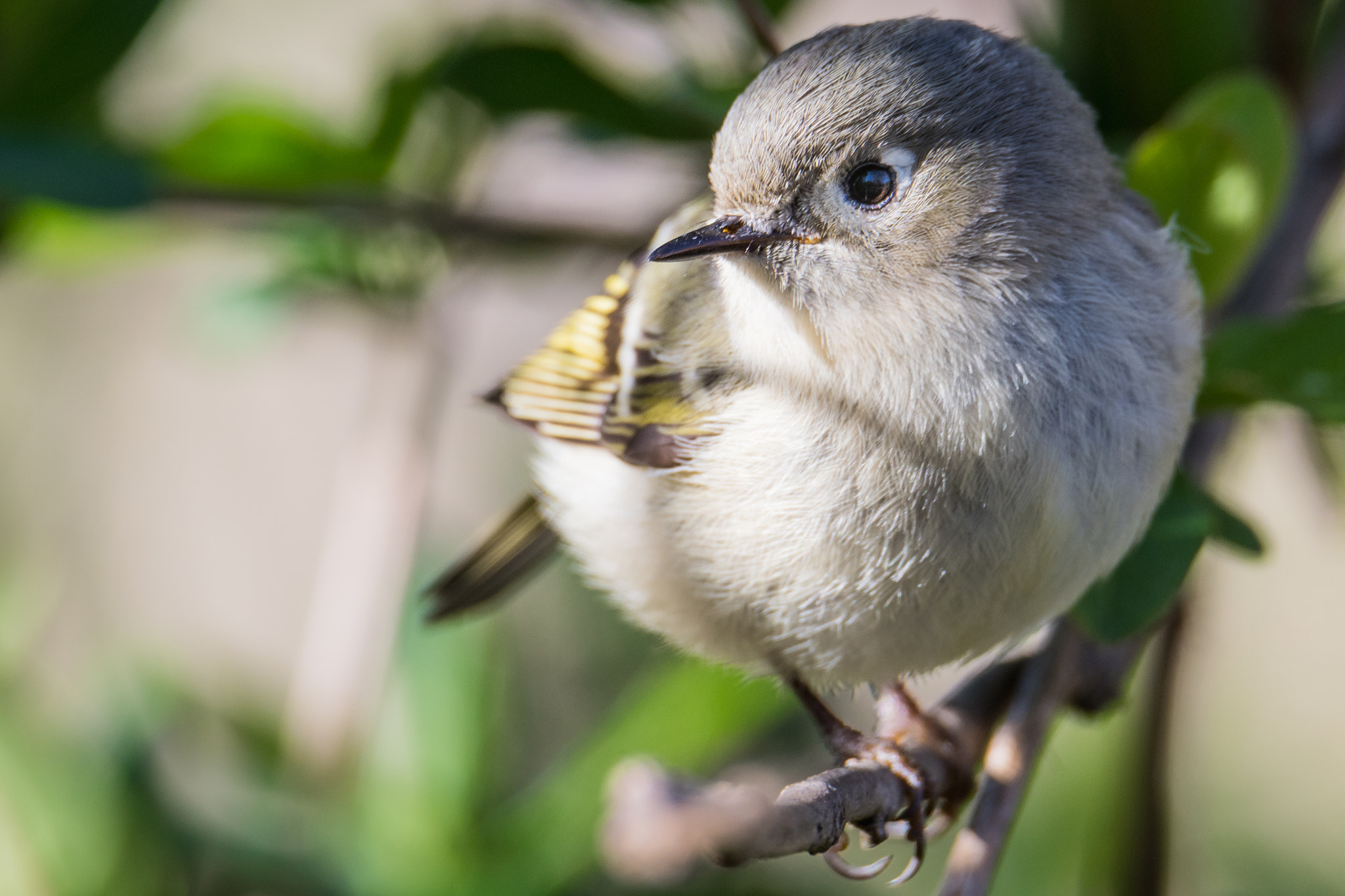 Nikon D500 + Sigma 50mm F2.8 EX DG Macro sample photo. Ruby-crowned kinglet photography