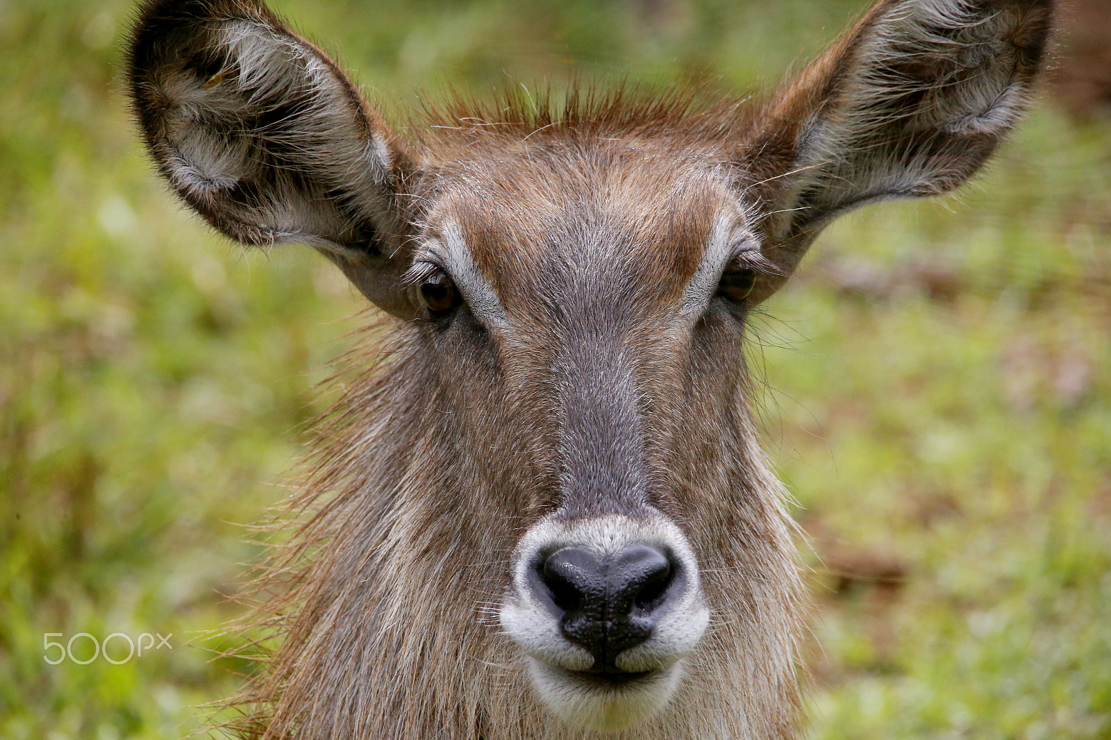 Sigma 150-500mm F5-6.3 DG OS HSM sample photo. Zoo park da montanha / espirito santo / es photography
