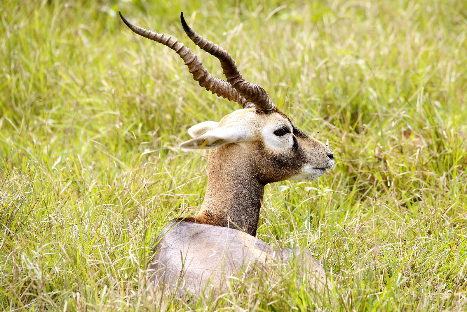 Canon EOS 6D + Sigma 150-500mm F5-6.3 DG OS HSM sample photo. Zoo park da montanha / espirito santo / es photography