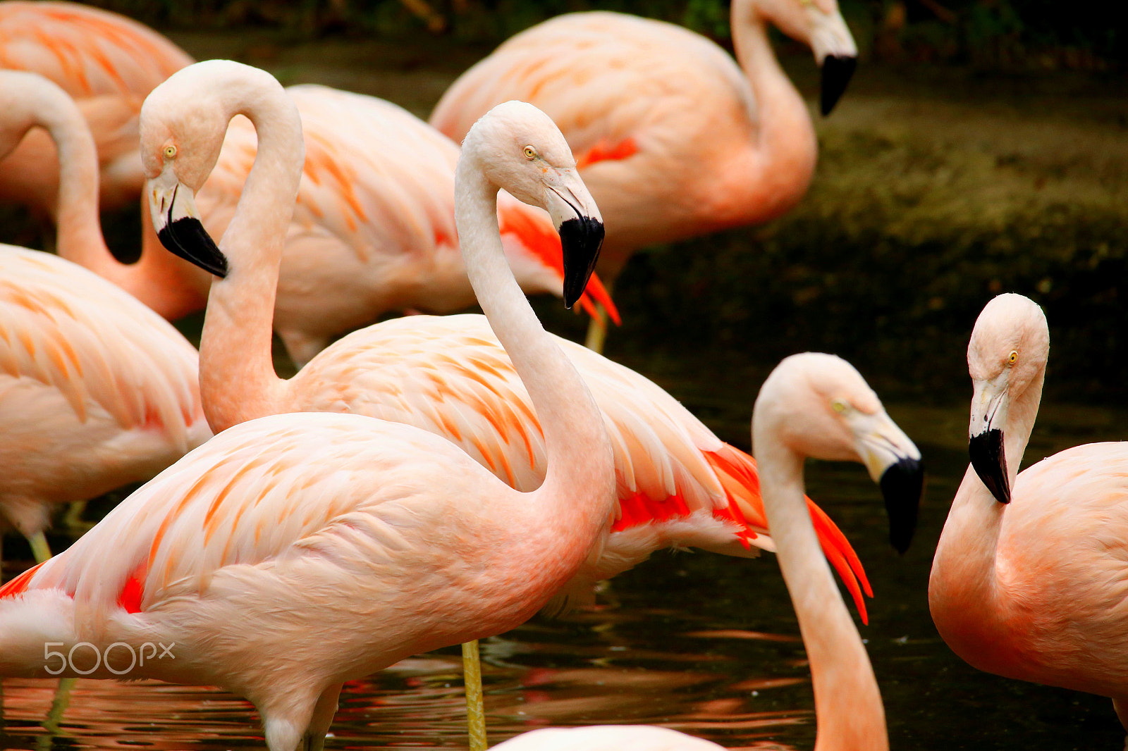 Canon EOS 6D + Sigma 150-500mm F5-6.3 DG OS HSM sample photo. Zoo park da montanha / espirito santo / es photography