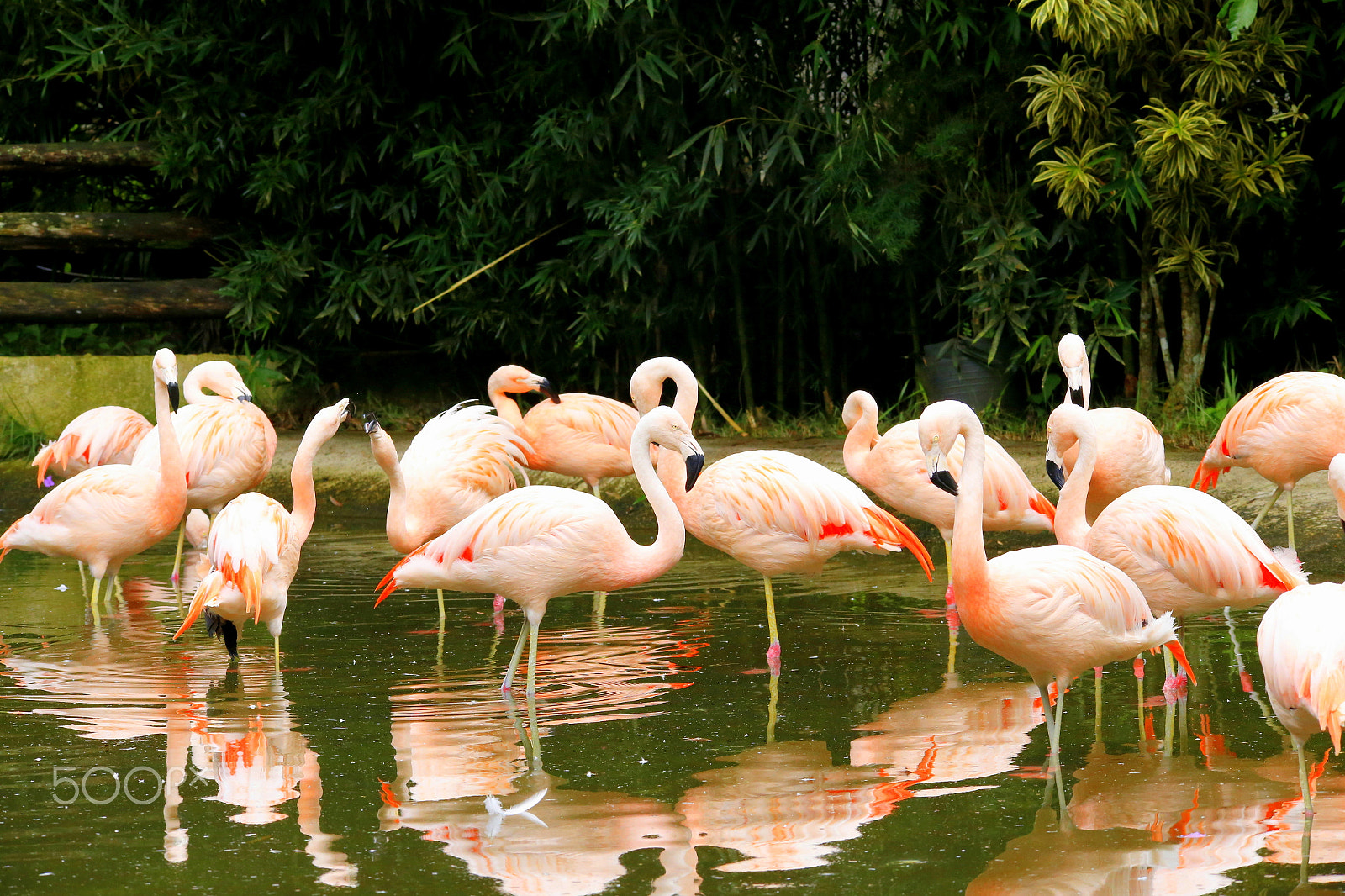 Sigma 150-500mm F5-6.3 DG OS HSM sample photo. Zoo park da montanha / espirito santo / es photography