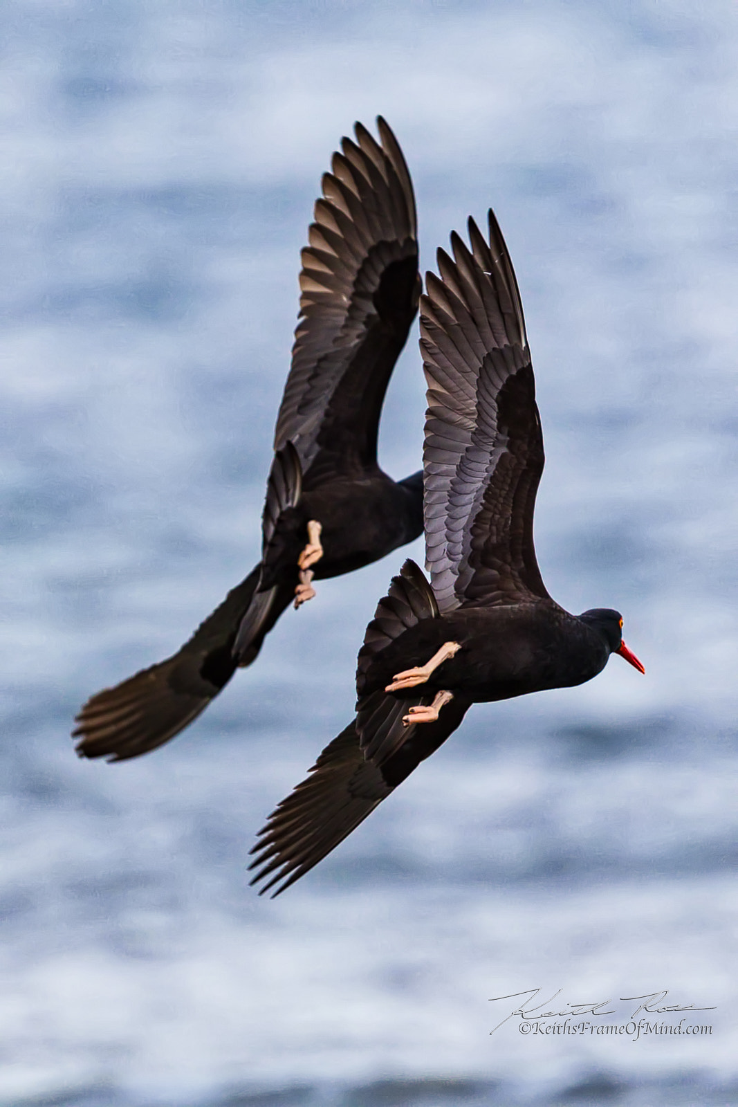 Canon EF 600mm F4L IS II USM sample photo. 496. oyster catchers on the wing photography