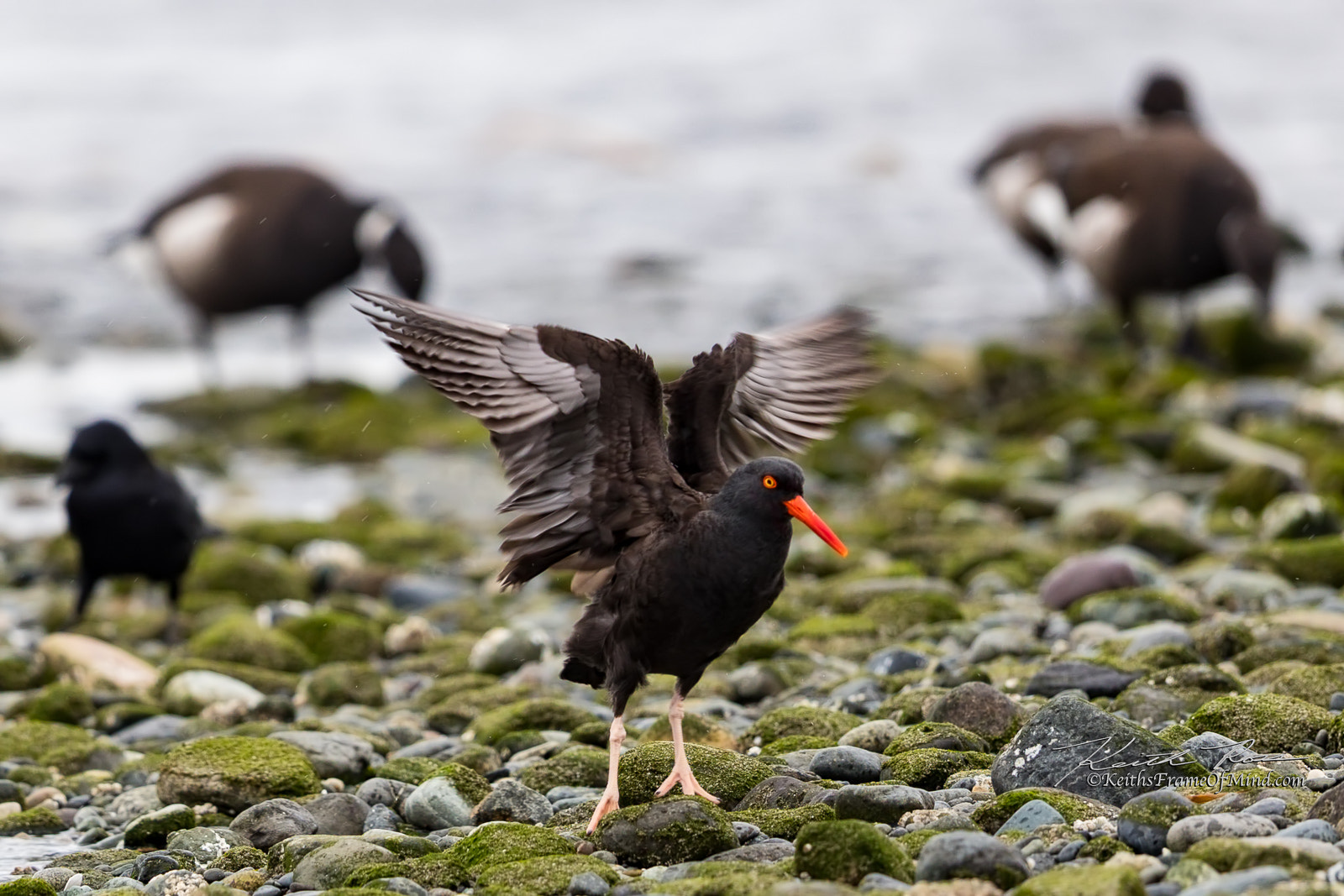 Canon EF 600mm F4L IS II USM sample photo. 498. oyster catcher on beach photography