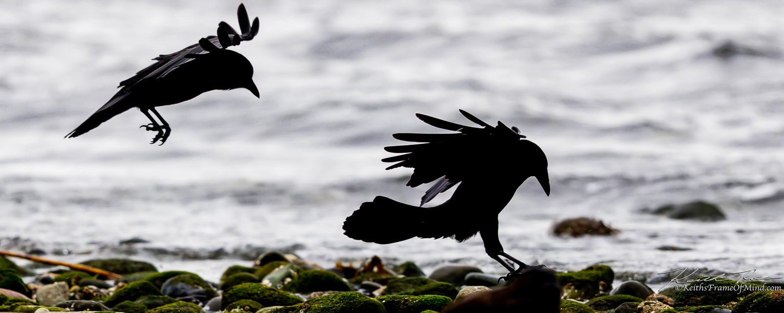 Canon EOS-1D X Mark II sample photo. Crows landing on beach photography