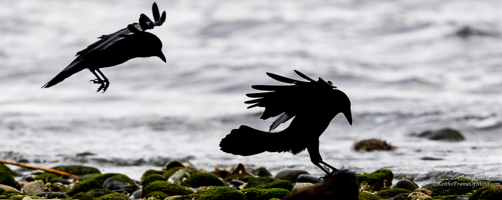 Canon EF 600mm F4L IS II USM sample photo. Crows landing on beach photography
