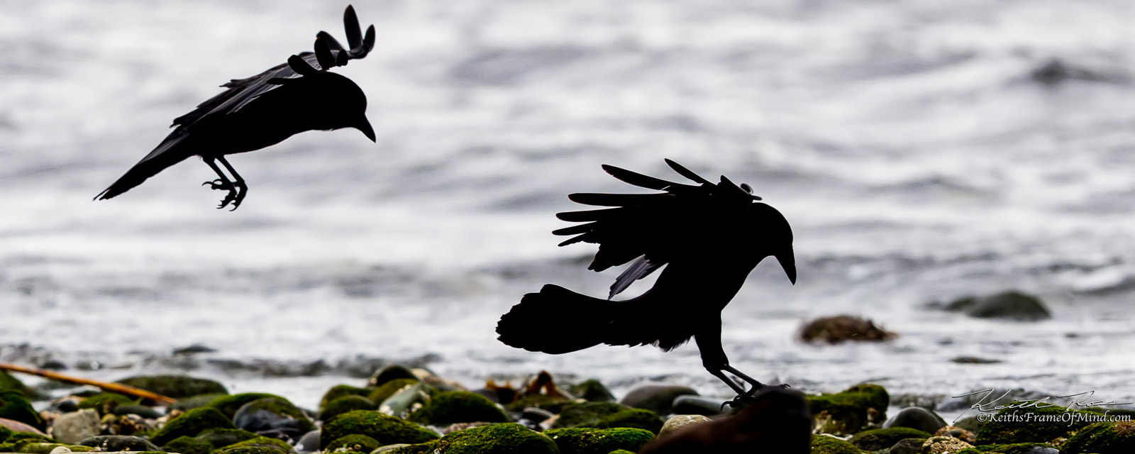 Canon EOS-1D X Mark II + Canon EF 600mm F4L IS II USM sample photo. Crows landing on beach photography