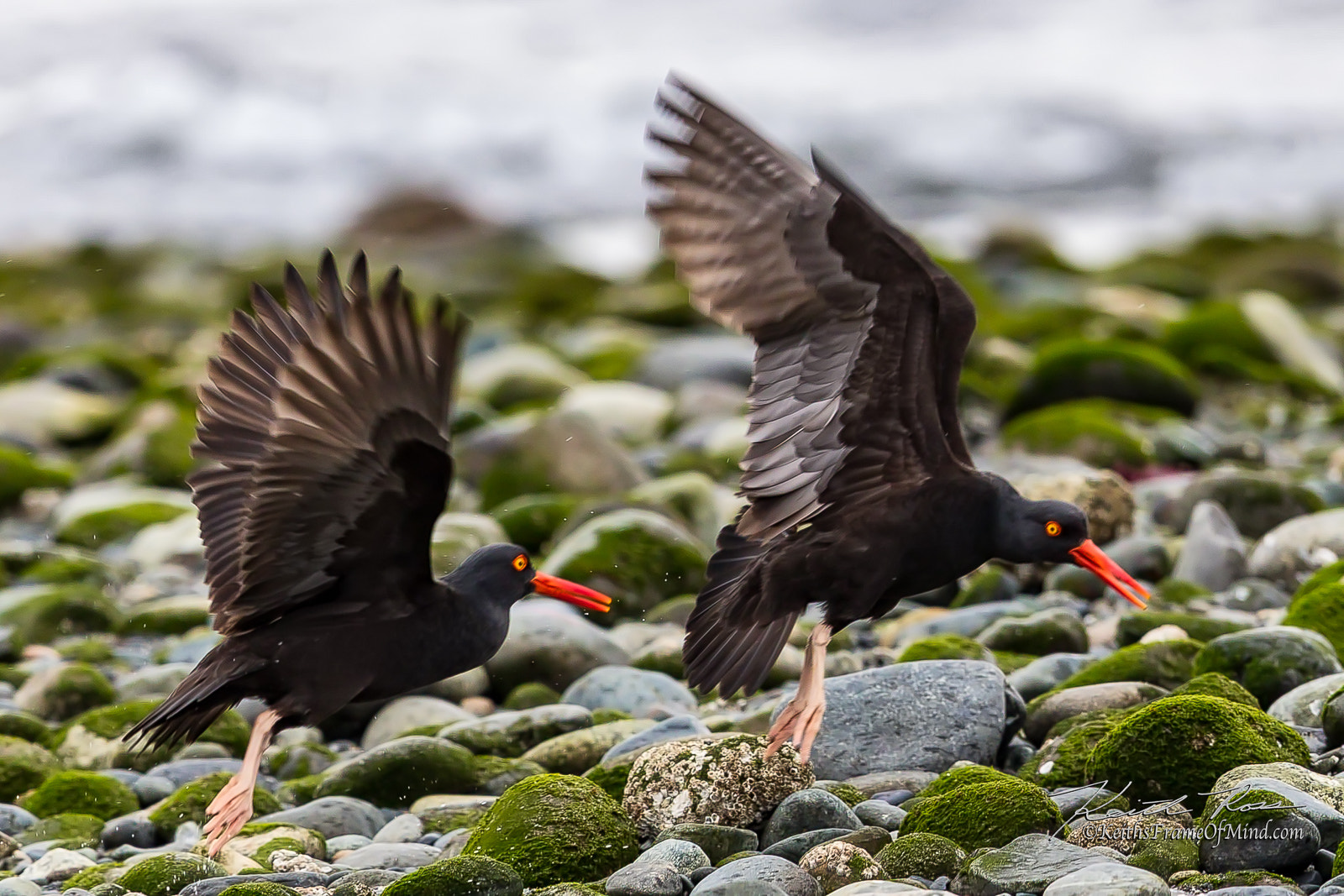 Canon EOS-1D X Mark II + Canon EF 600mm F4L IS II USM sample photo. 495. photography