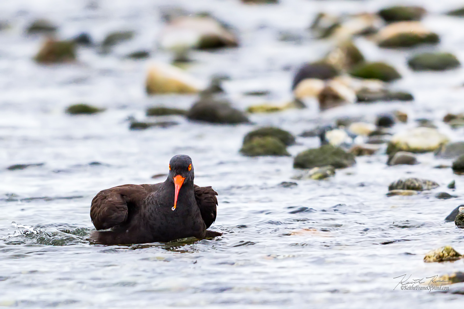 Canon EF 600mm F4L IS II USM sample photo. 497. oyster catcher on beach photography