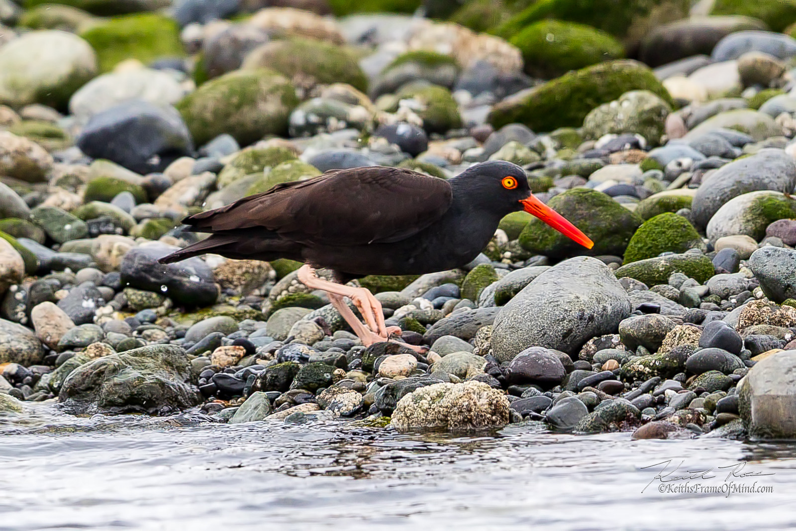 Canon EOS-1D X Mark II + Canon EF 600mm F4L IS II USM sample photo. 494. oyster catcher on beach photography