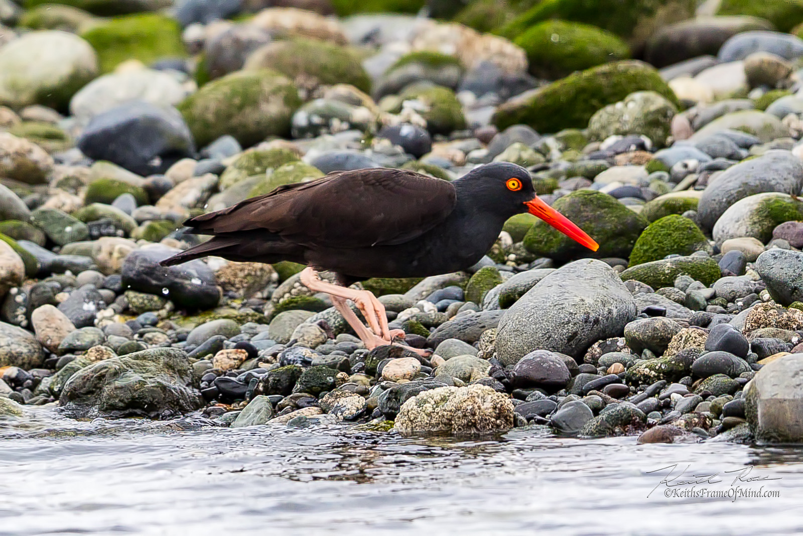 Canon EF 600mm F4L IS II USM sample photo. 494. oyster catcher on beach photography