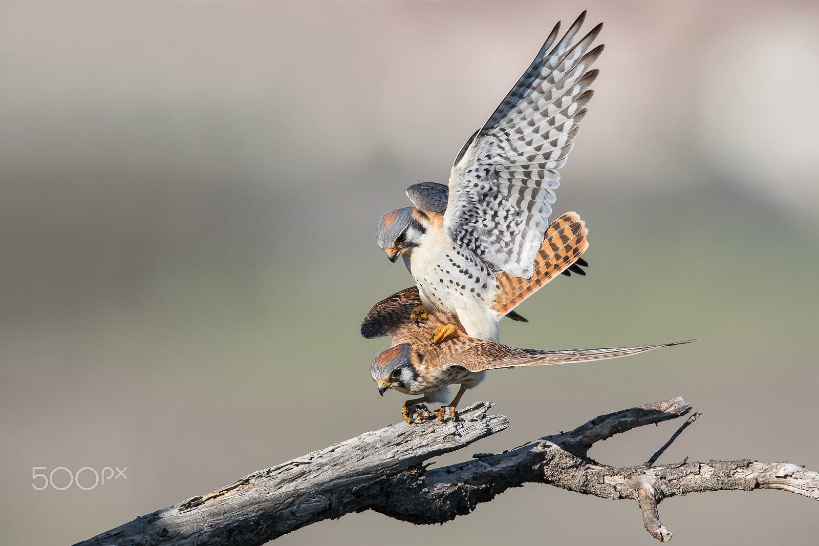 Canon EOS 7D Mark II + Canon EF 600mm F4L IS II USM sample photo. Intimate moment photography