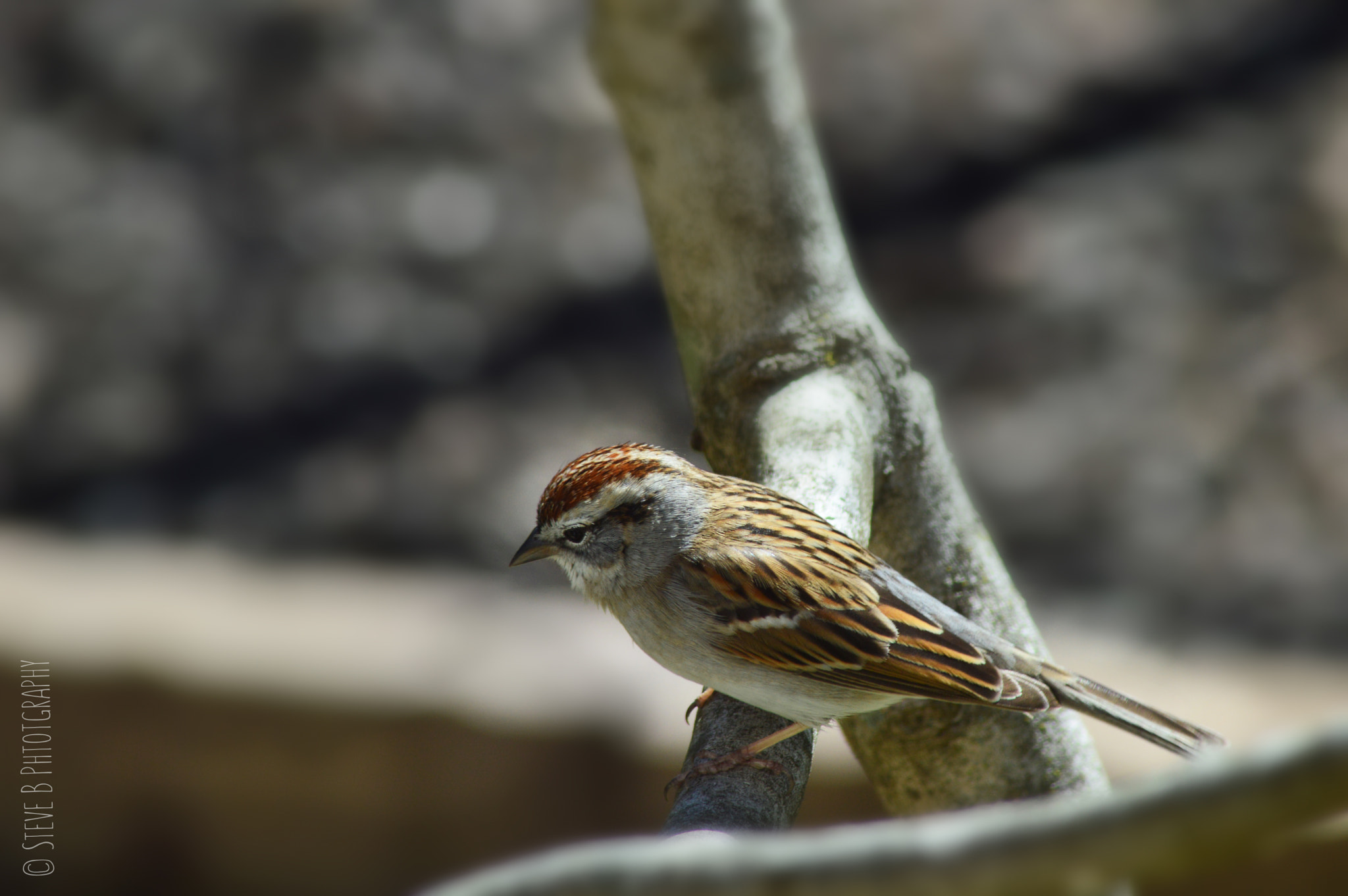 Nikon D3200 sample photo. Chipping sparrow photography