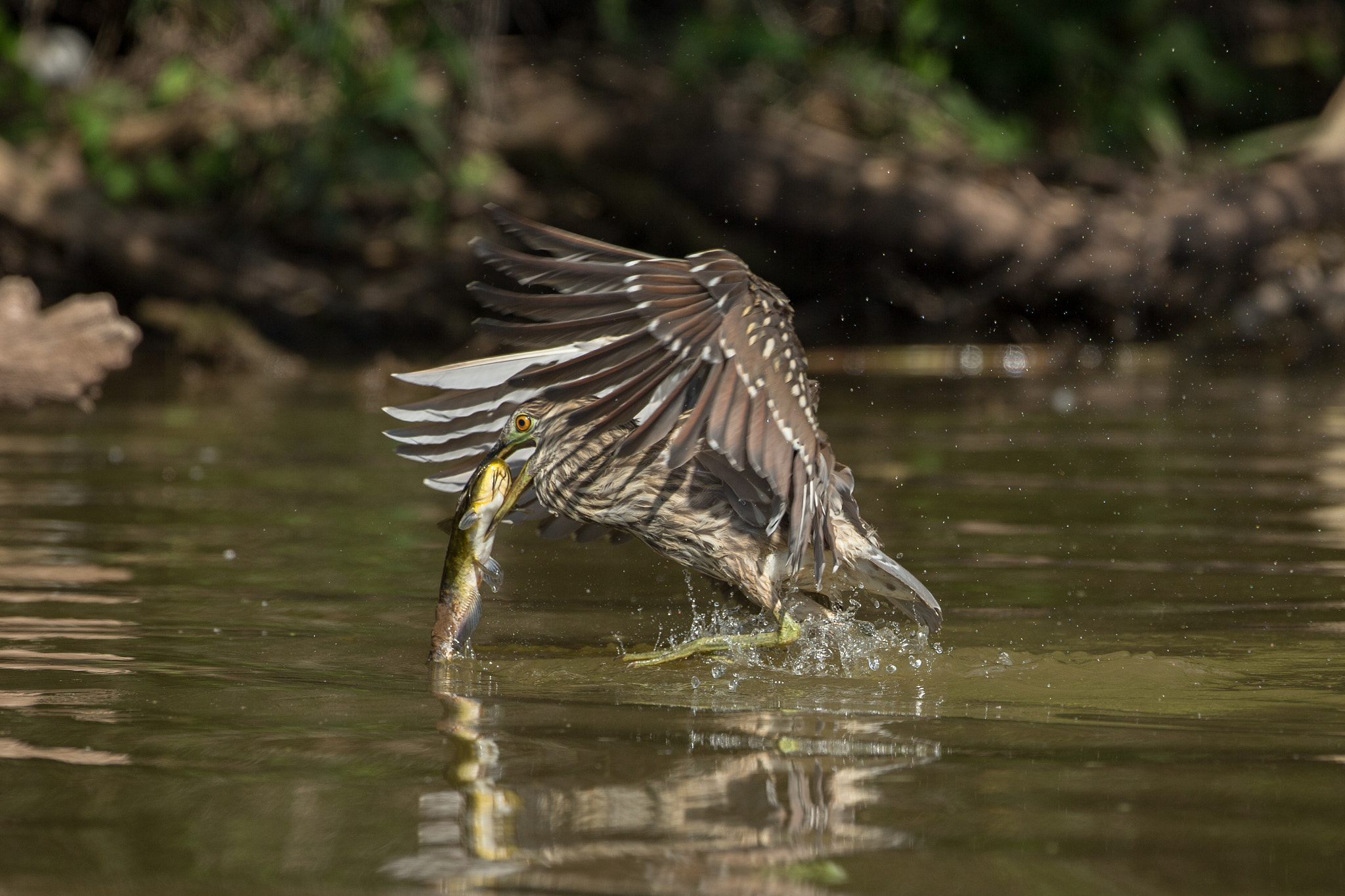 Canon EOS-1D X sample photo. Juvenile black-crowned night-heron photography
