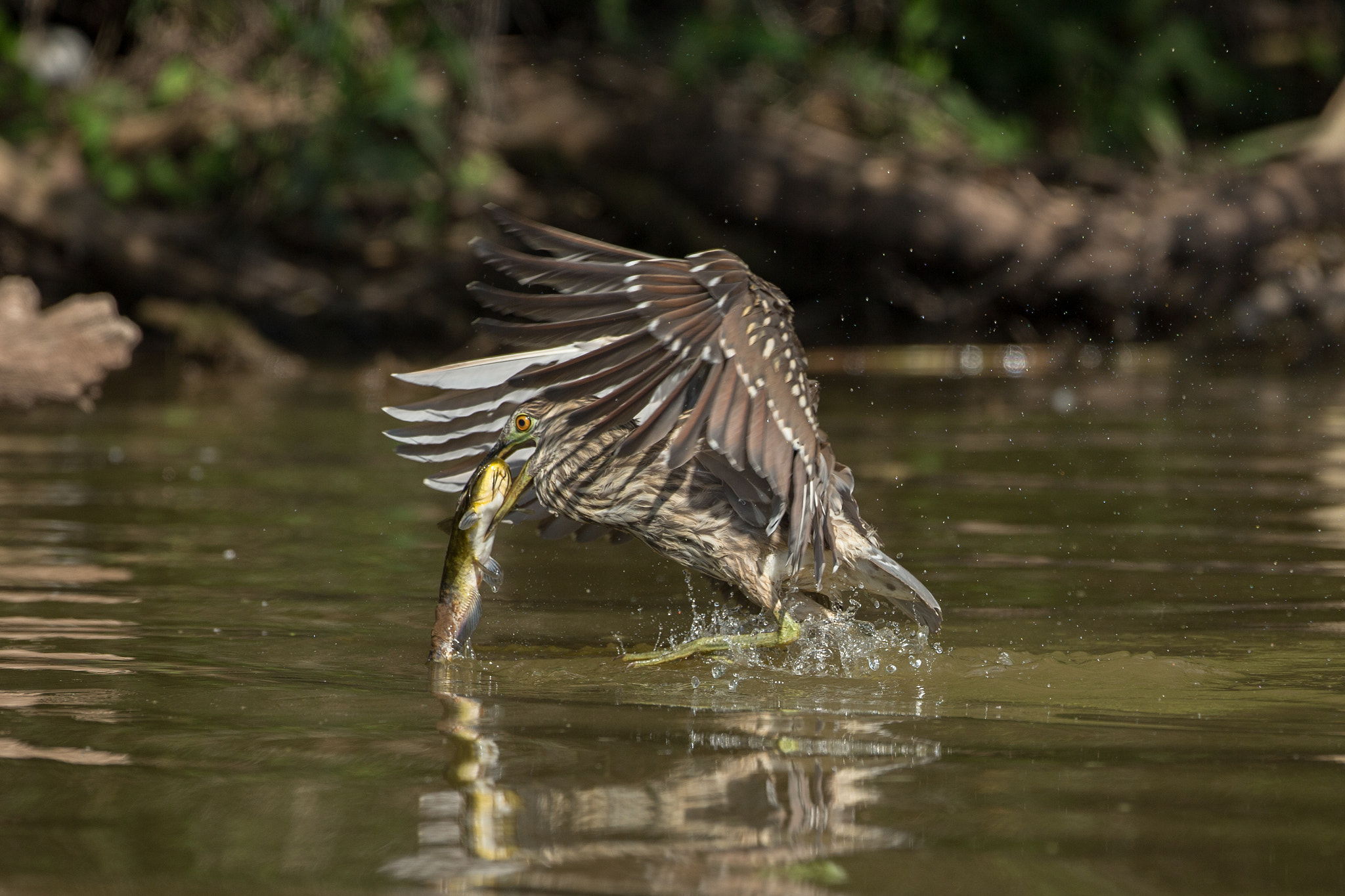 Canon EOS-1D X + Canon EF 500mm F4L IS USM sample photo. Juvenile black-crowned night-heron photography