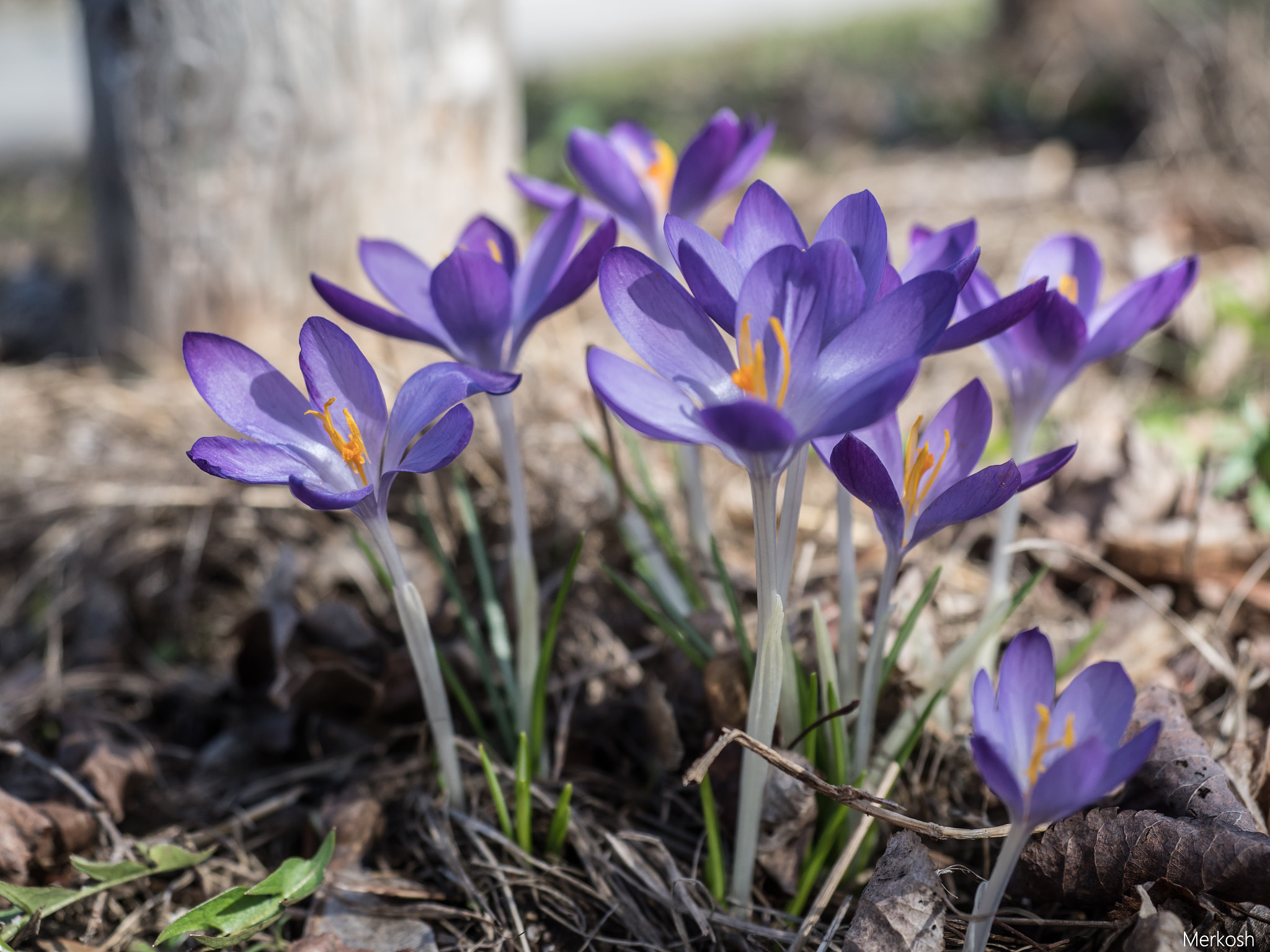 Olympus OM-D E-M1 Mark II + Olympus M.Zuiko Digital ED 12-40mm F2.8 Pro sample photo. Spring has arrived photography