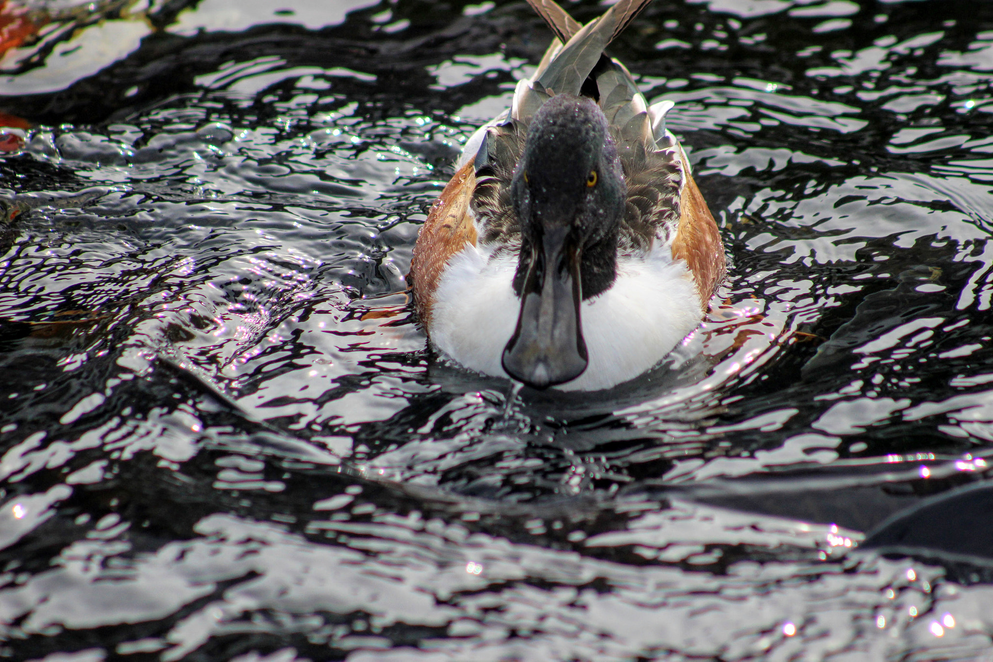 Canon EF 75-300mm f/4-5.6 USM sample photo. ハシビロガモ photography