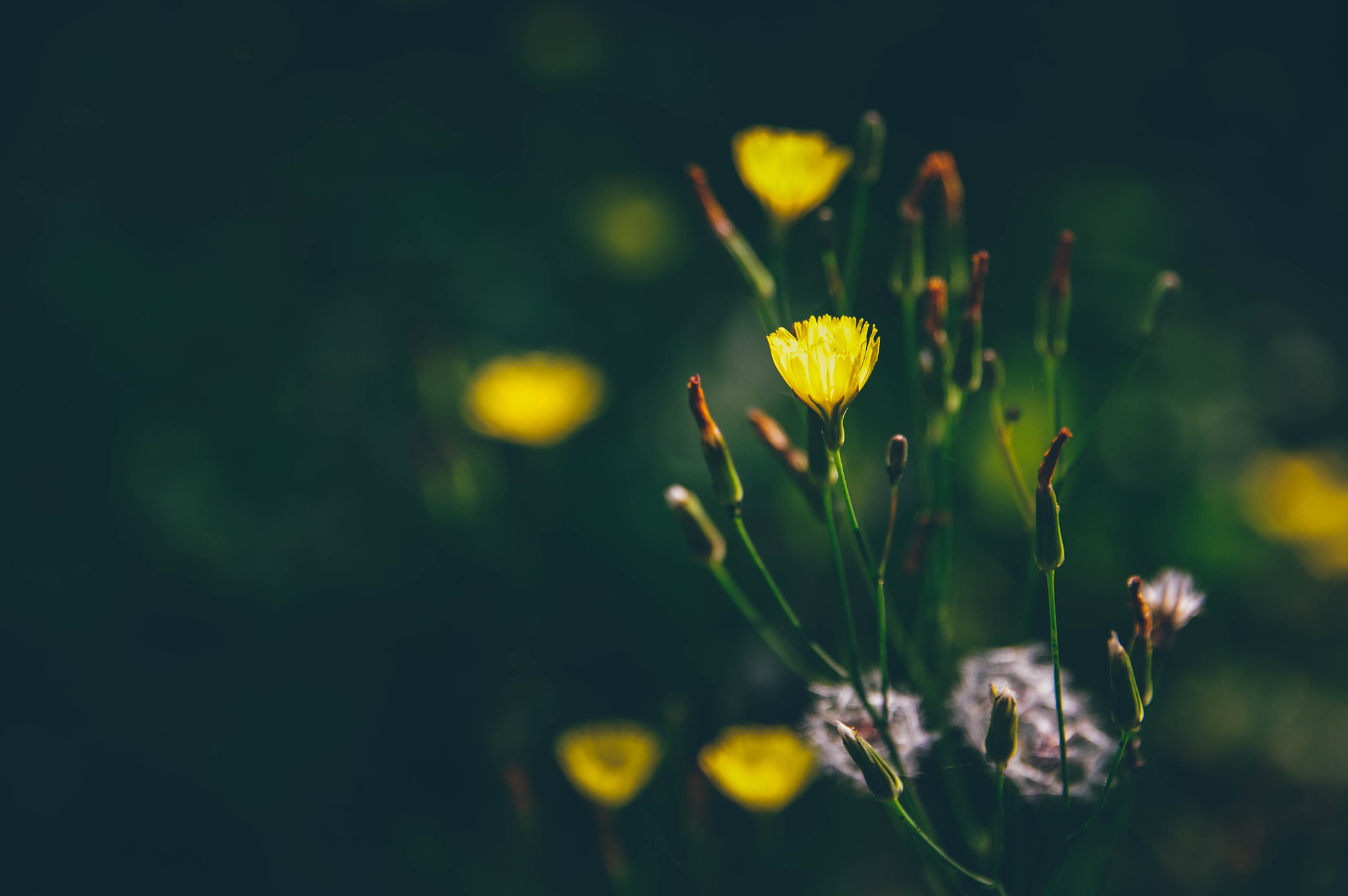 Nikon D700 sample photo. 花燈 photography
