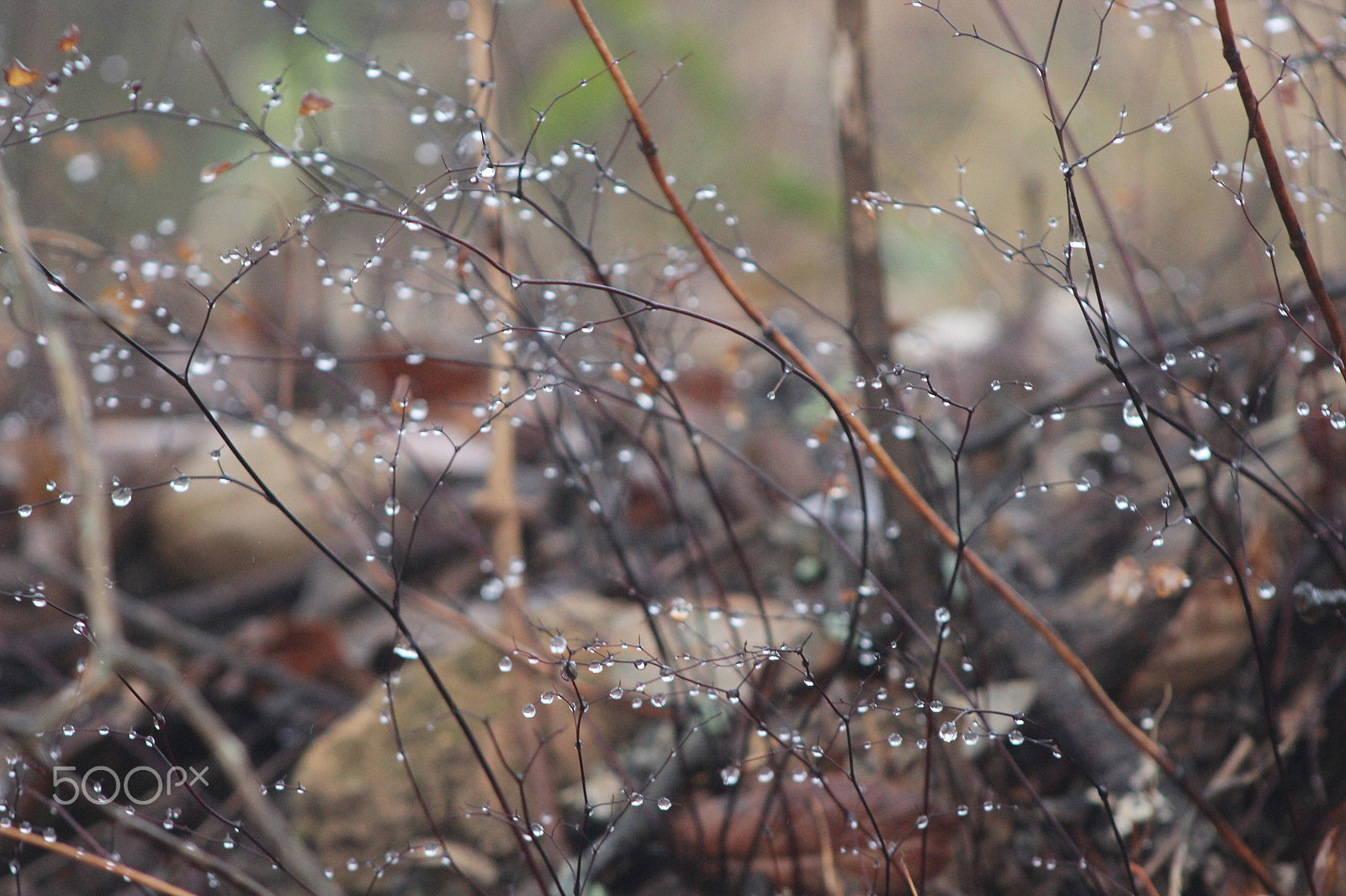 Canon EOS 600D (Rebel EOS T3i / EOS Kiss X5) + EF75-300mm f/4-5.6 sample photo. Raindrops photography