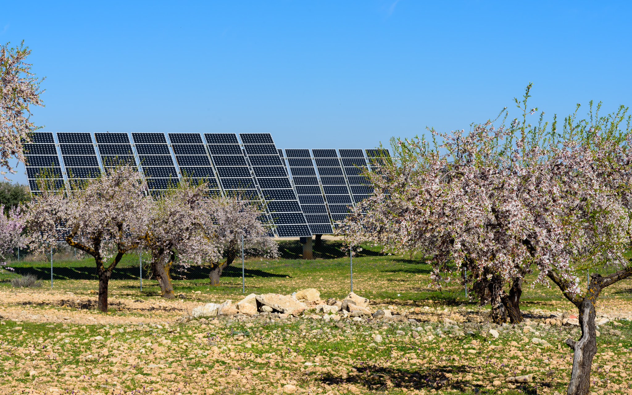 Solar panels in almond field