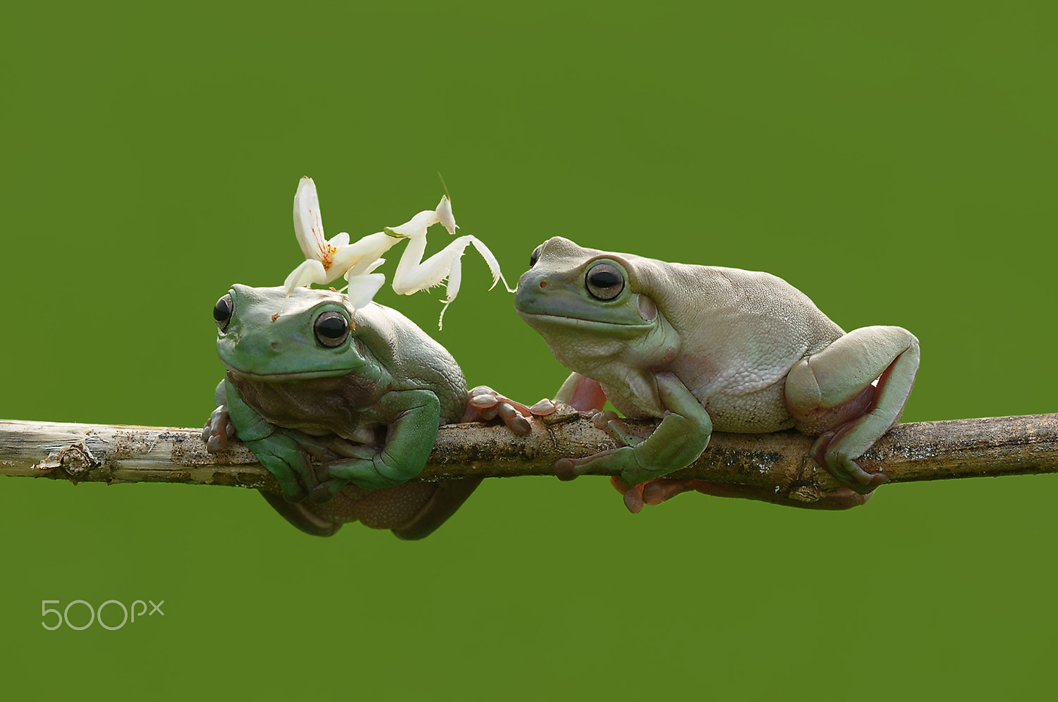 Nikon AF-S Micro-Nikkor 105mm F2.8G IF-ED VR sample photo. Two frog and manthis, frog, manthis, dumpy frog photography