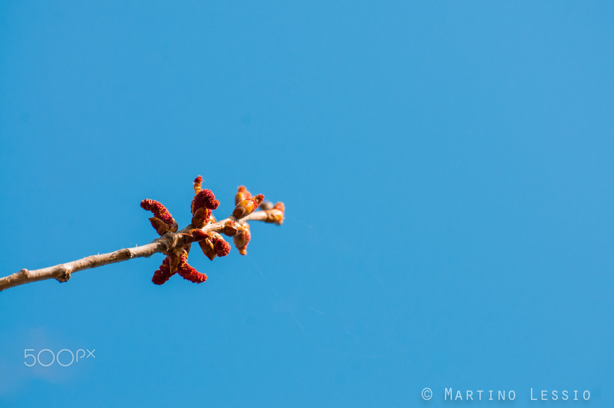 Nikon D300S sample photo. Red blue string photography
