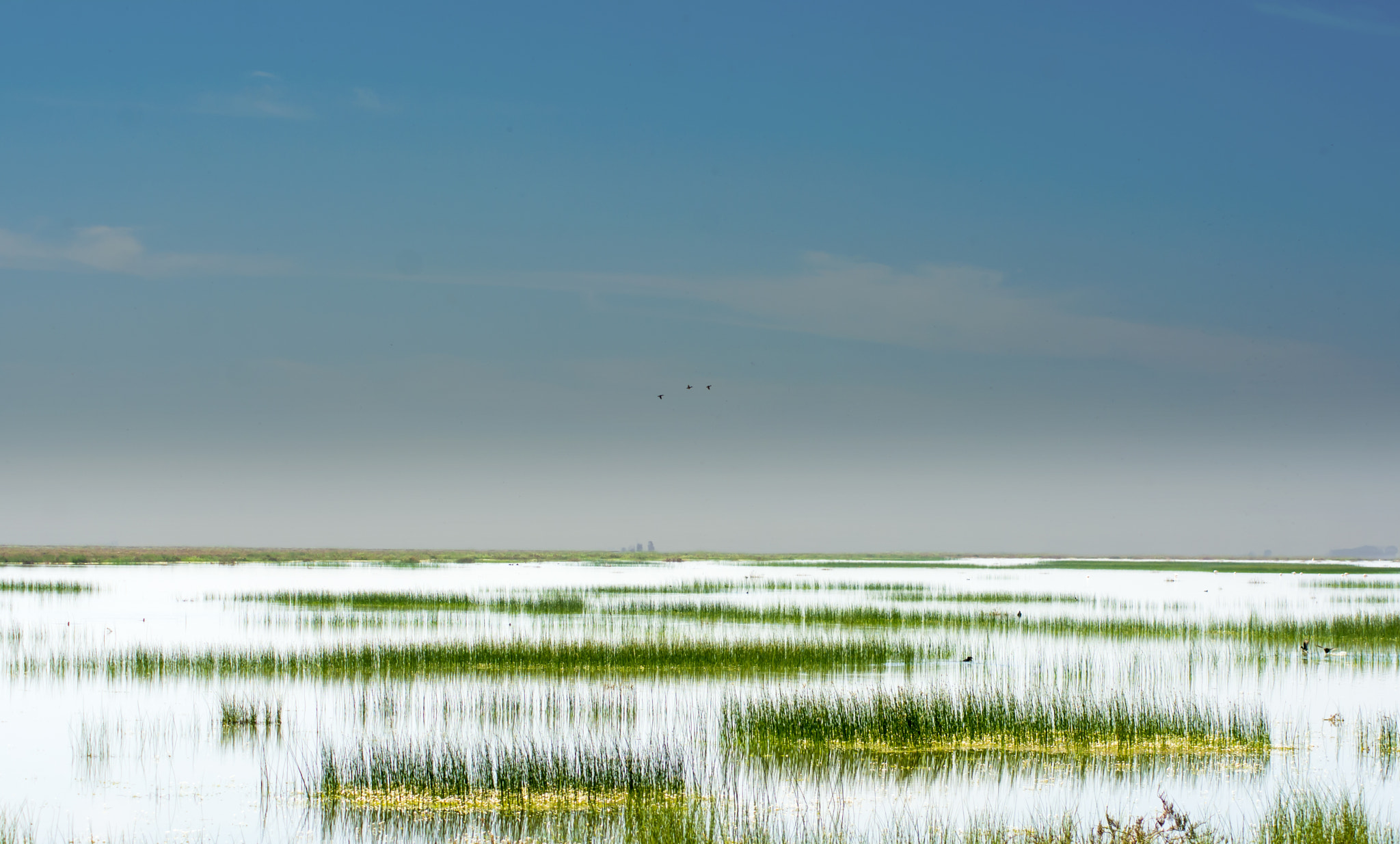 Nikon D7100 + Sigma 50-150mm F2.8 EX APO DC HSM II + 1.4x sample photo. Landscape of the guadalquivir marshes photography
