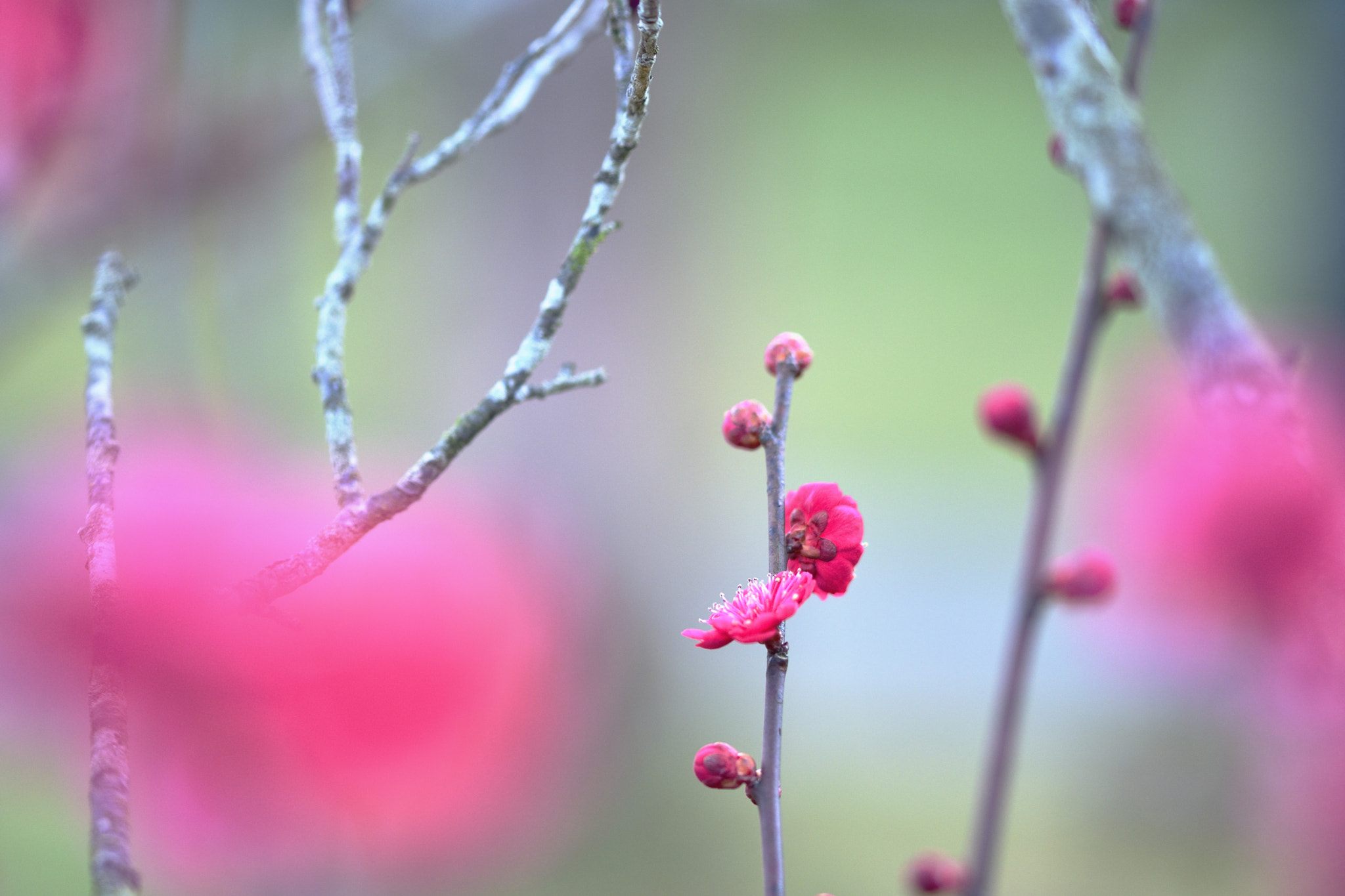 Sigma 105mm F2.8 EX DG OS HSM sample photo